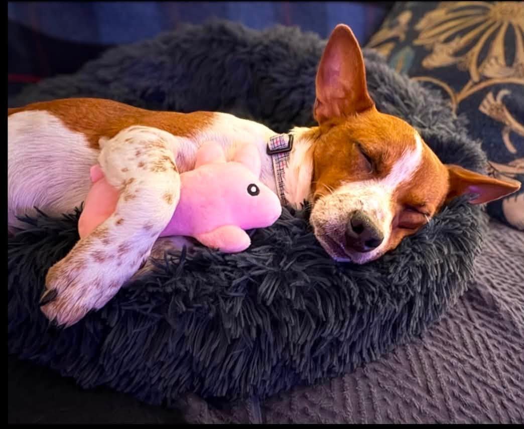 Zuko, a ADOPTABLE mixed breed in Eugene, OR image 5/6