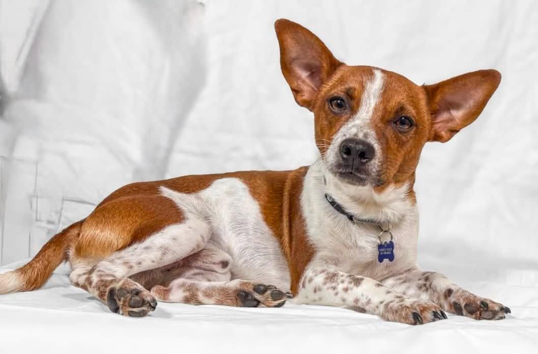 Zuko, a ADOPTABLE mixed breed in Eugene, OR image 6/6