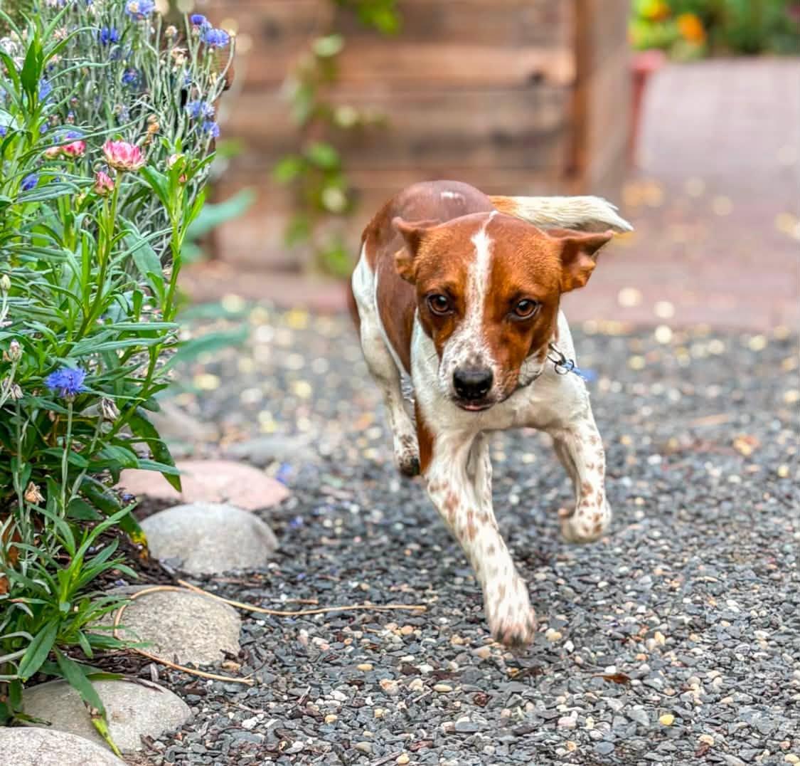 Zuko, a ADOPTABLE mixed breed in Eugene, OR image 3/6
