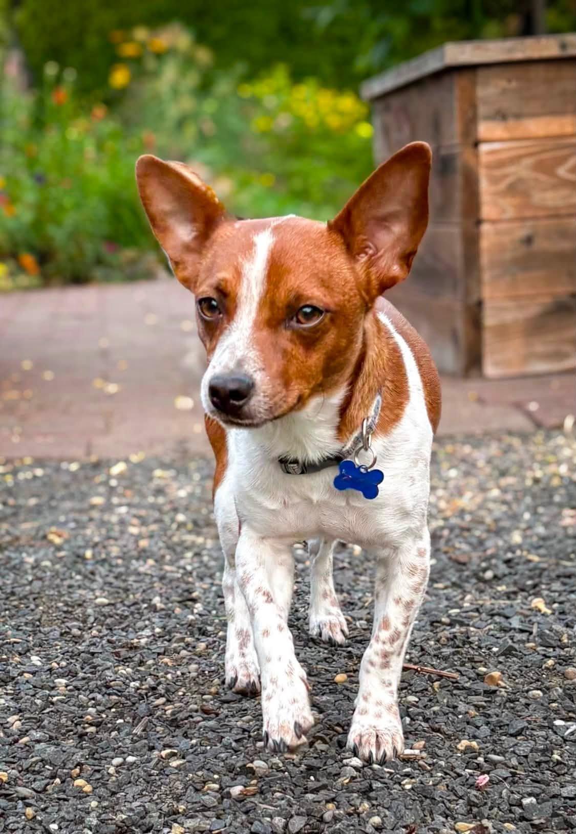 Zuko, a ADOPTABLE mixed breed in Eugene, OR image 4/6