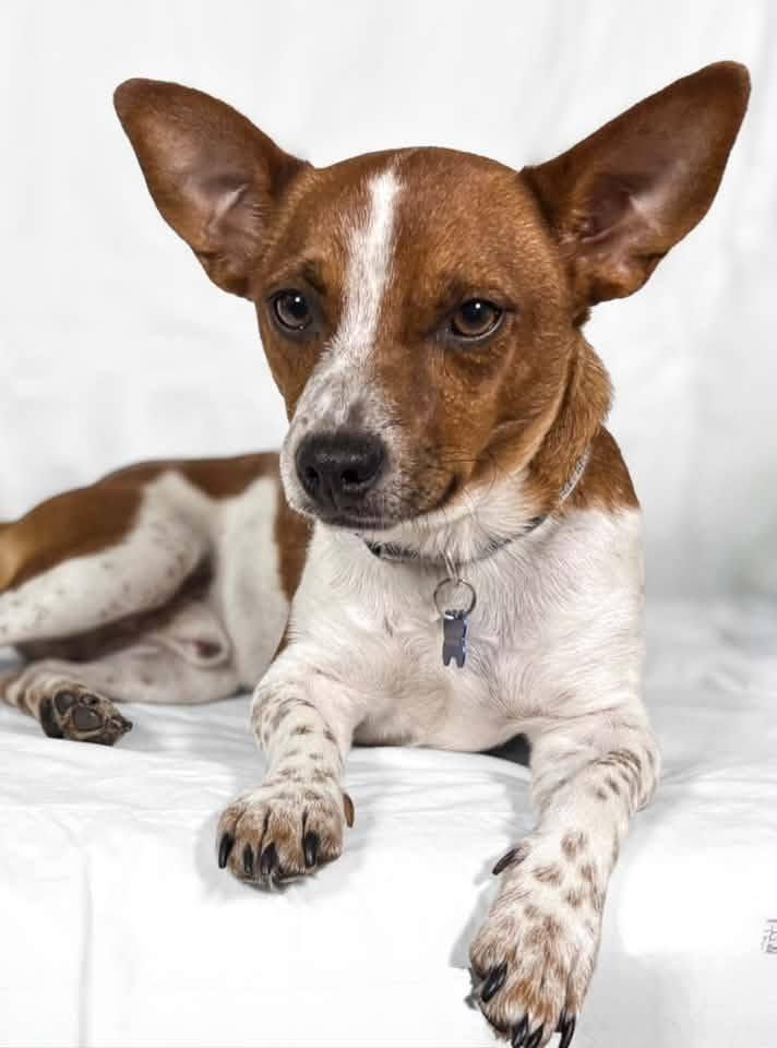 Zuko, ADOPTABLE, Adult Male Jack Russell Terrier & Cattle Dog.