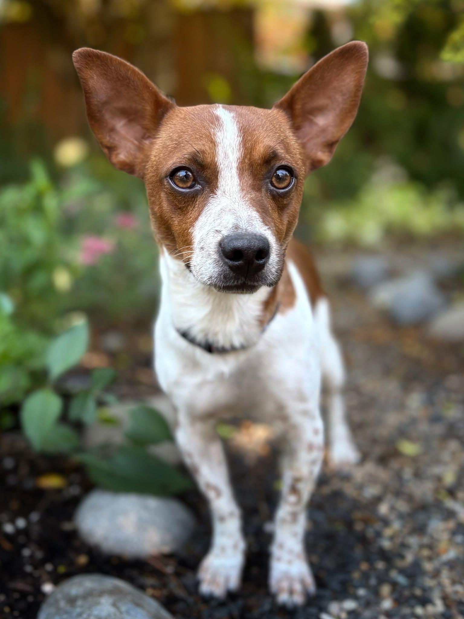 Zuko, a ADOPTABLE mixed breed in Eugene, OR image 2/6