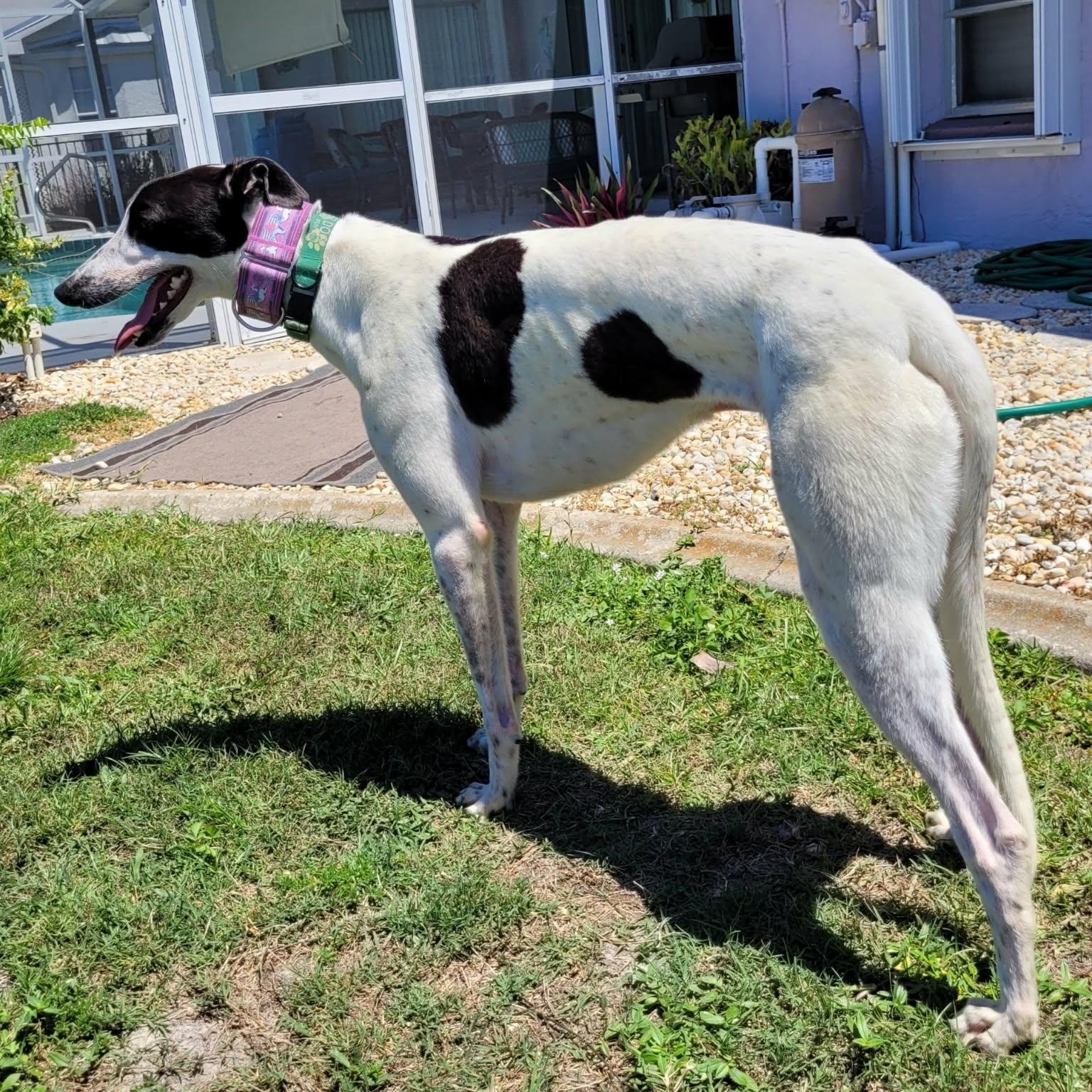 Enlarge Savana Pickle (Pickle), a ADOPTABLE Greyhound in North Port, FL image 2/3