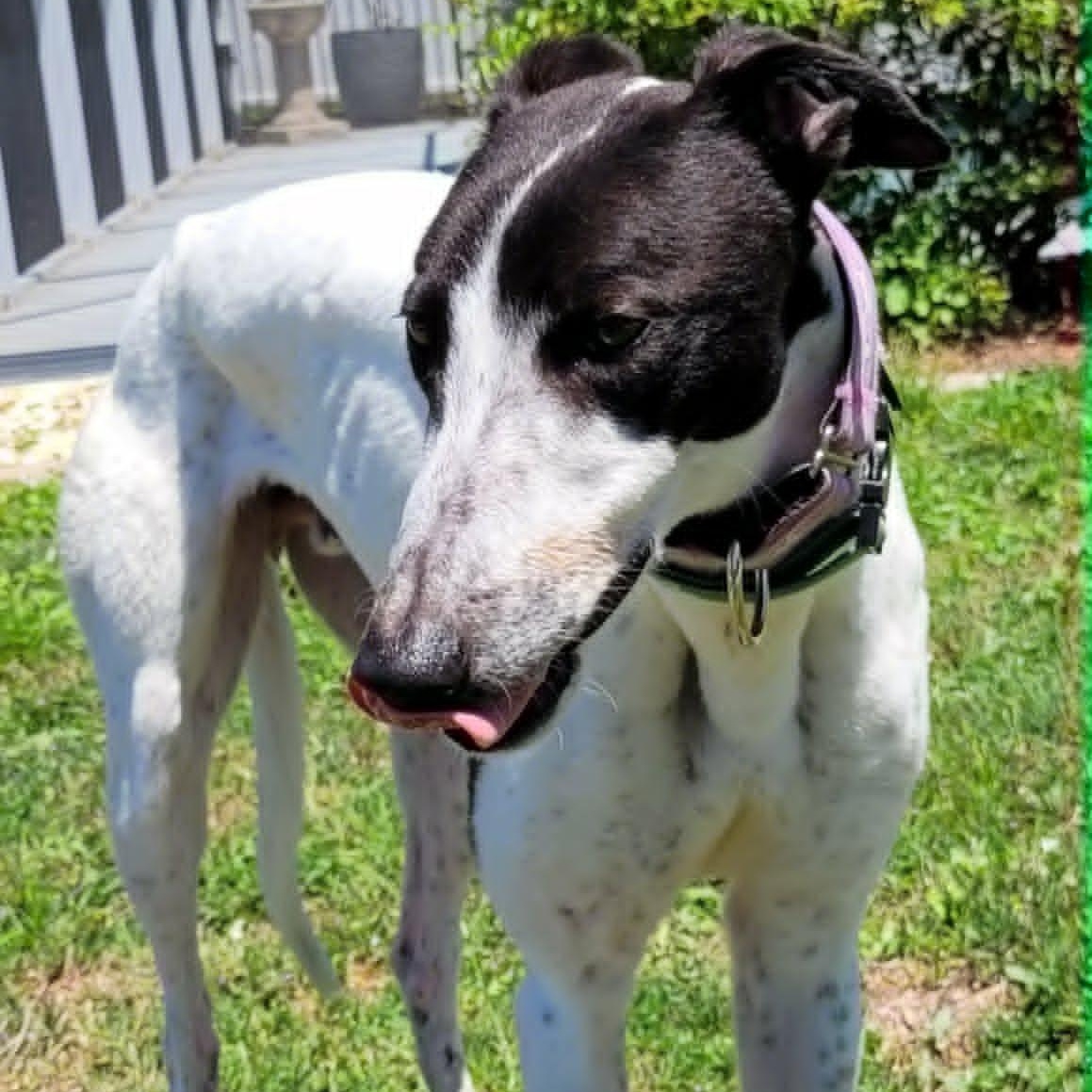 Enlarge Savana Pickle (Pickle), a ADOPTABLE Greyhound in North Port, FL image 1/3