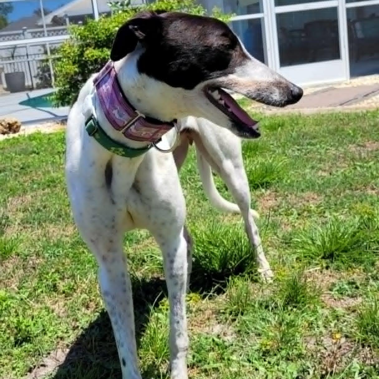 Enlarge Savana Pickle (Pickle), a ADOPTABLE Greyhound in North Port, FL image 3/3