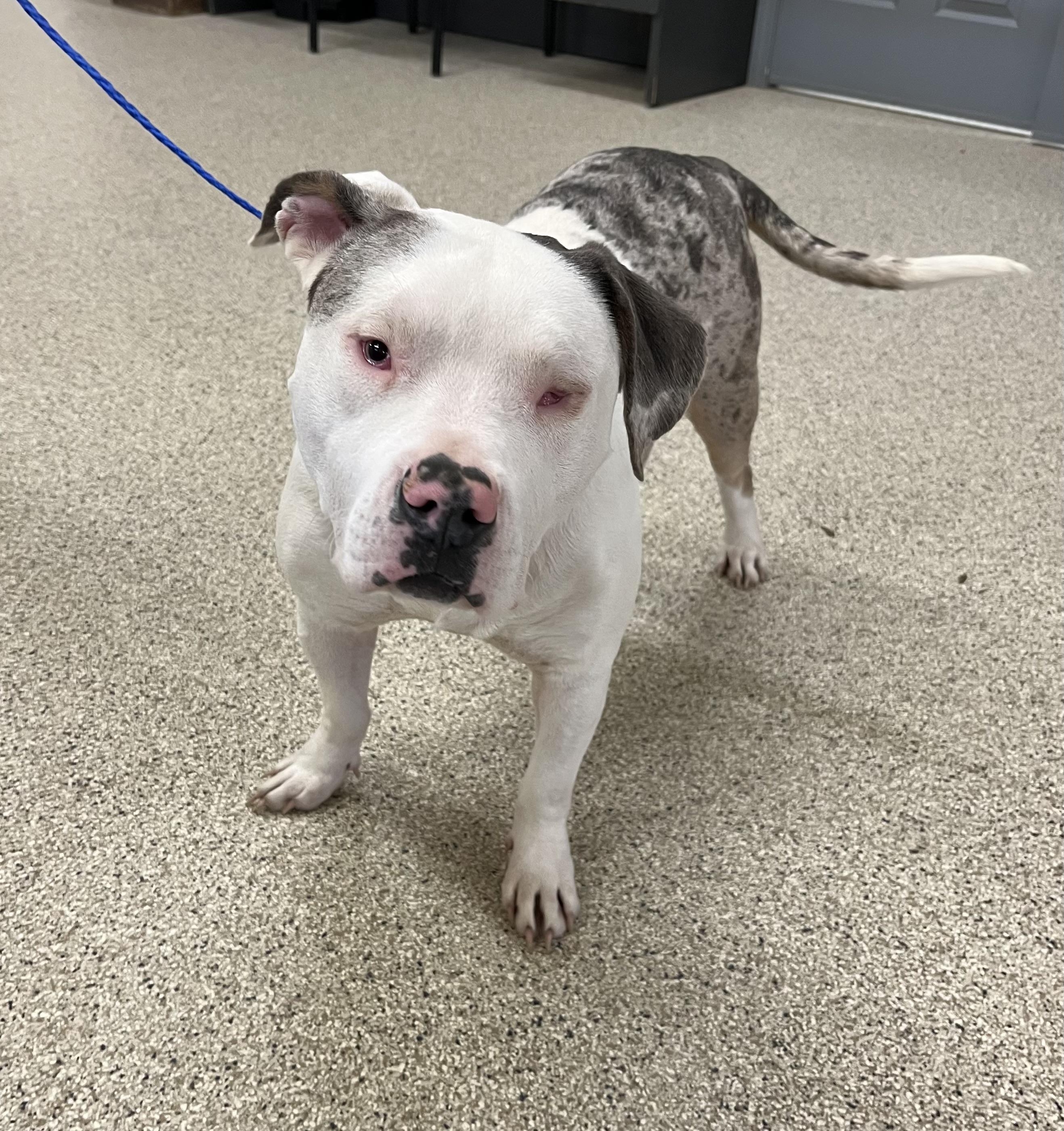 Endo, ADOPTABLE, Adult Male Pit Bull Terrier.