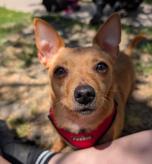 Enlarge Christina, a Adoptable mixed breed in Santa Rosa, CA image 2/3