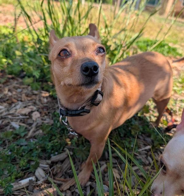 Enlarge Christina, a Adoptable mixed breed in Santa Rosa, CA image 3/3