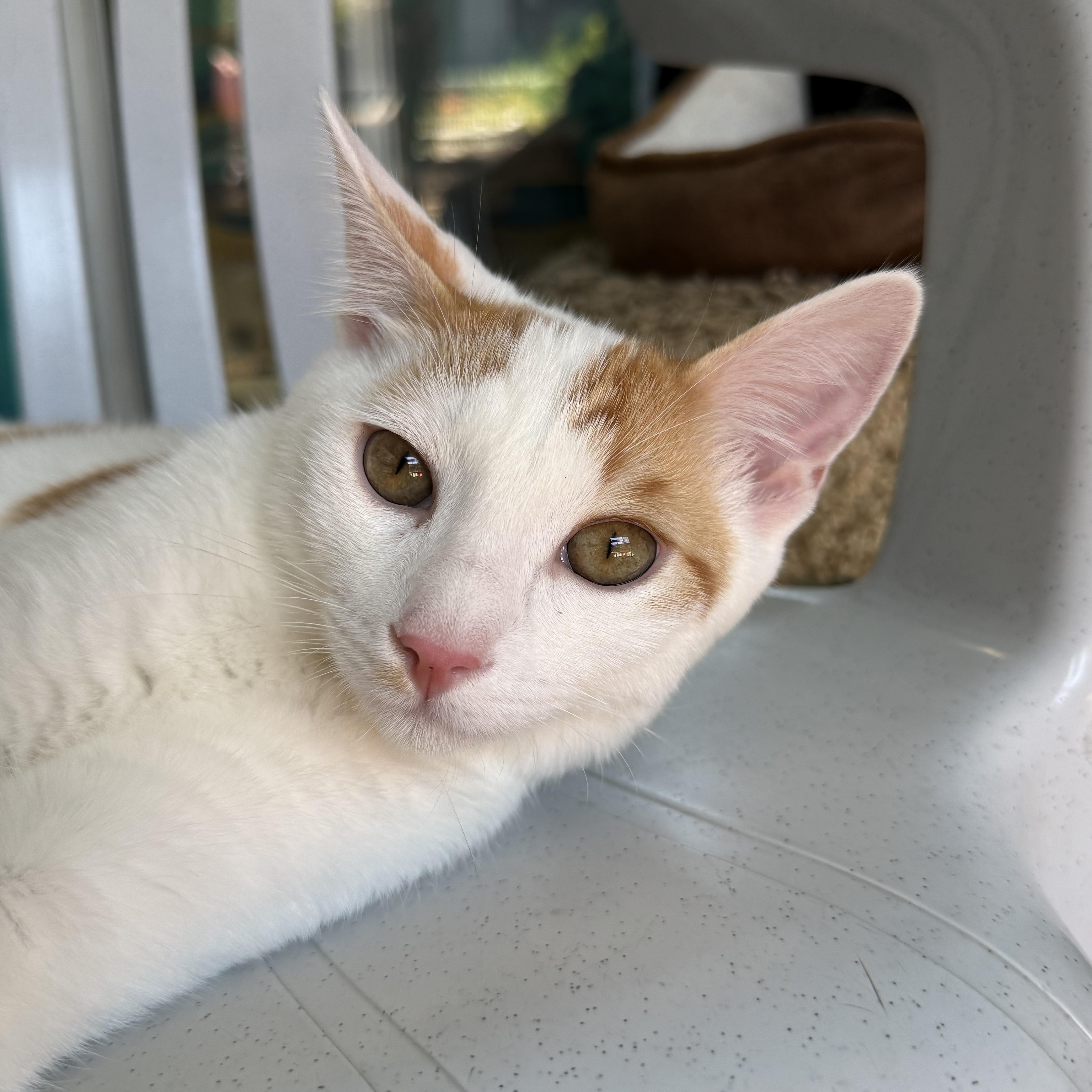 Enlarge Papaya, a Adoptable Tabby in Newport Beach, CA image 5/5