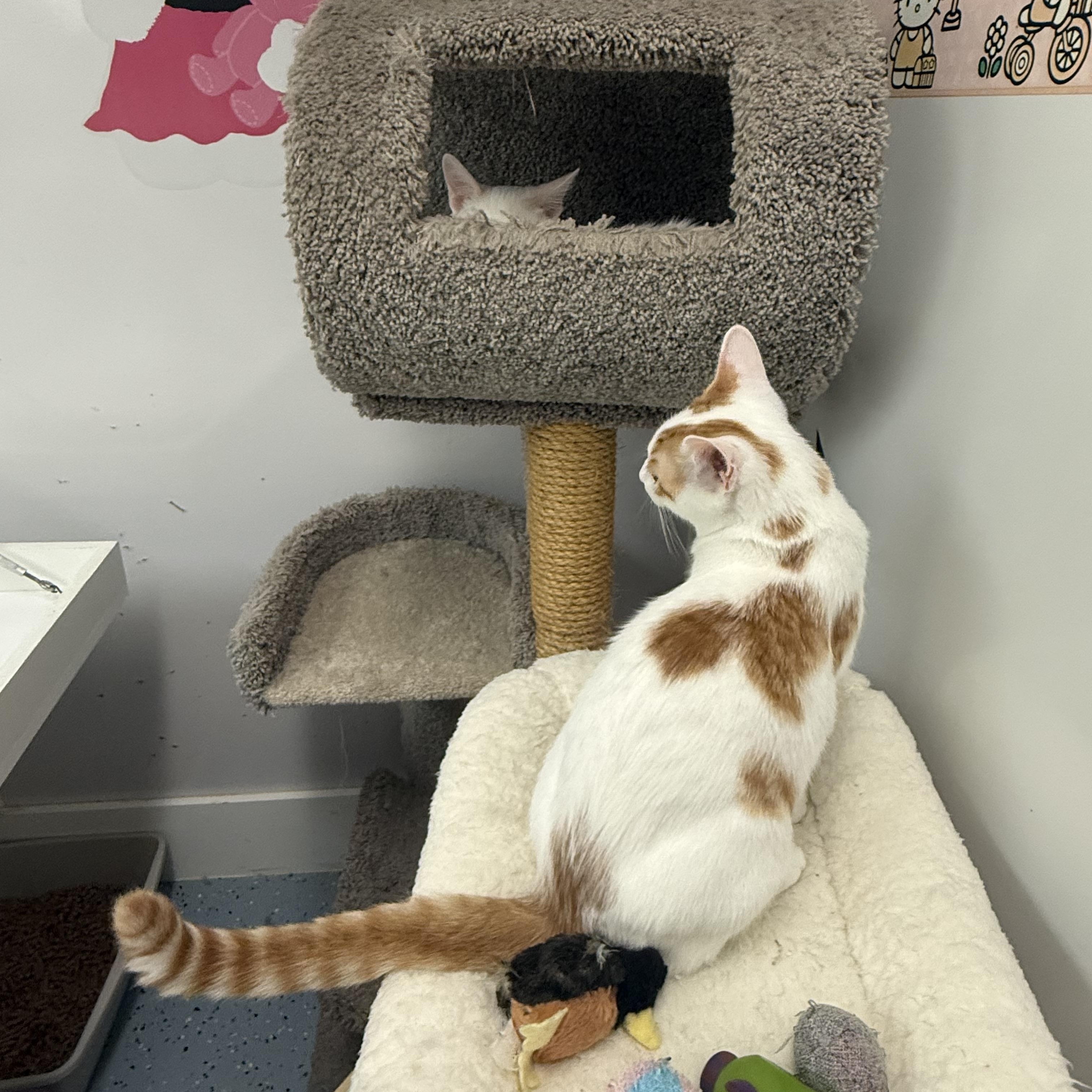 Enlarge Papaya, a Adoptable Tabby in Newport Beach, CA image 2/5