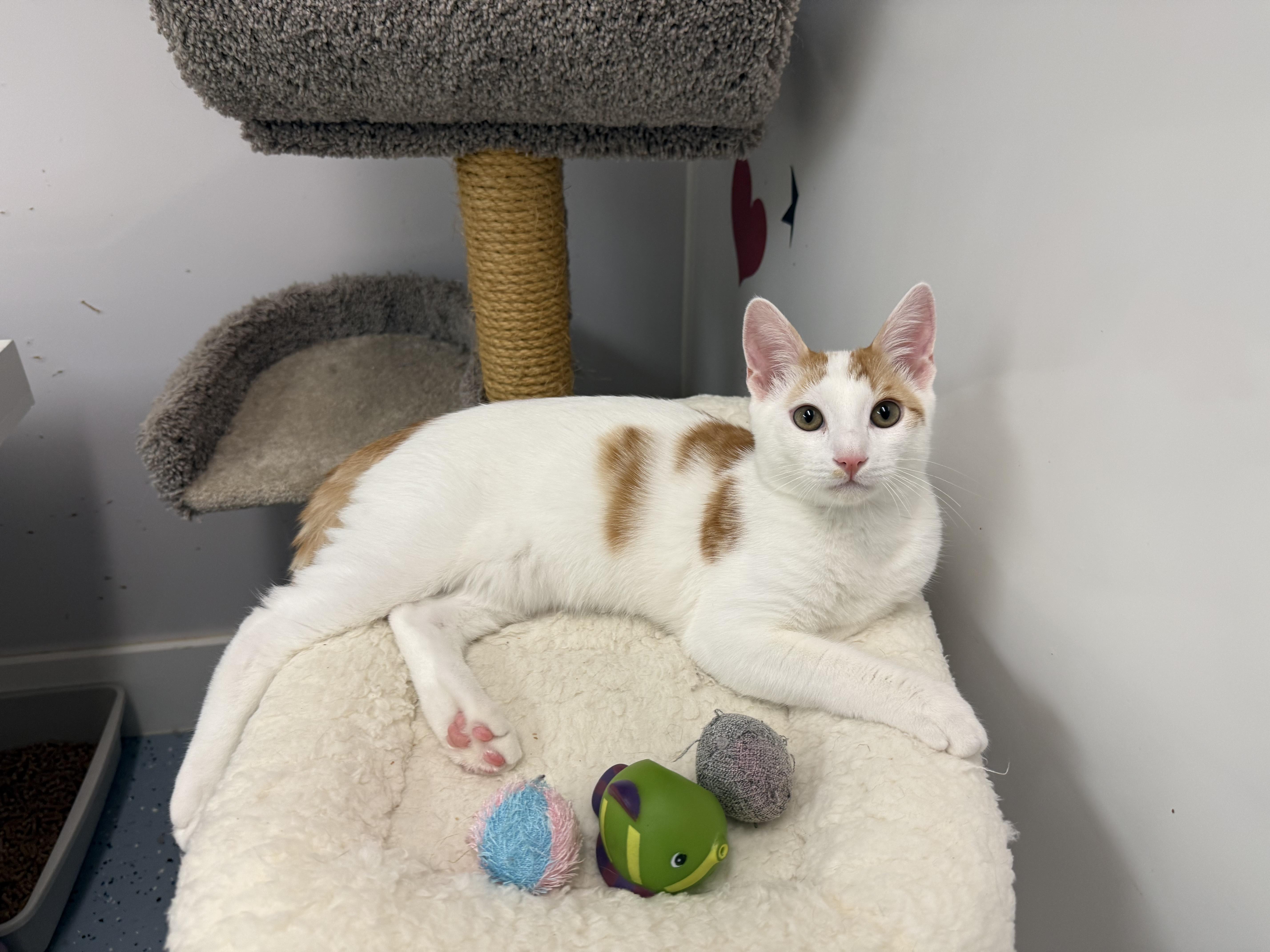 Enlarge Papaya, a Adoptable Tabby in Newport Beach, CA image 3/5