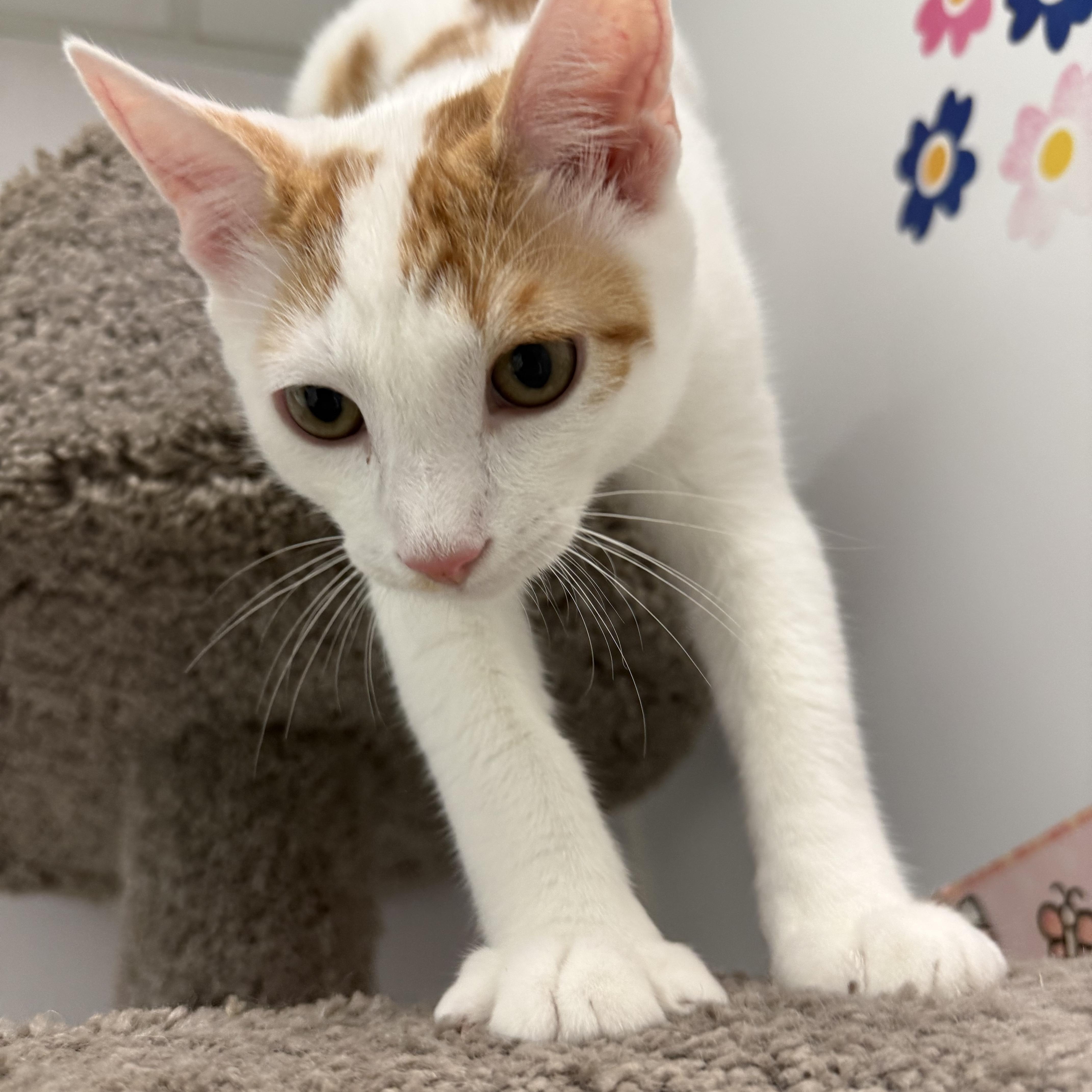 Enlarge Papaya, a Adoptable Tabby in Newport Beach, CA image 4/5