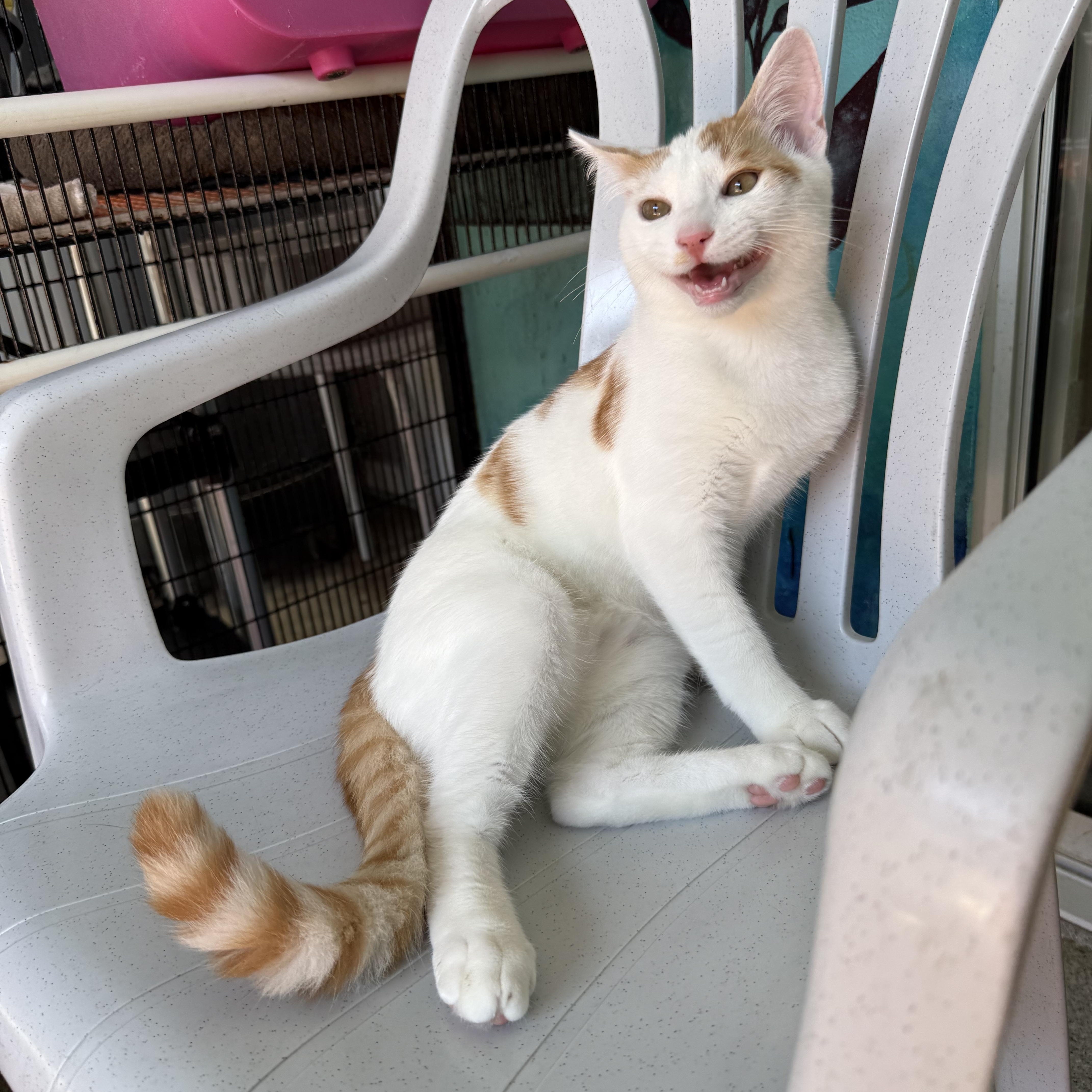 Papaya, Adoptable, Young Male Tabby.