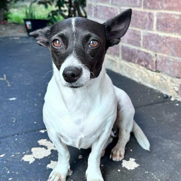 Enlarge Salma, a Adoptable mixed breed in Katy, TX image 1/1