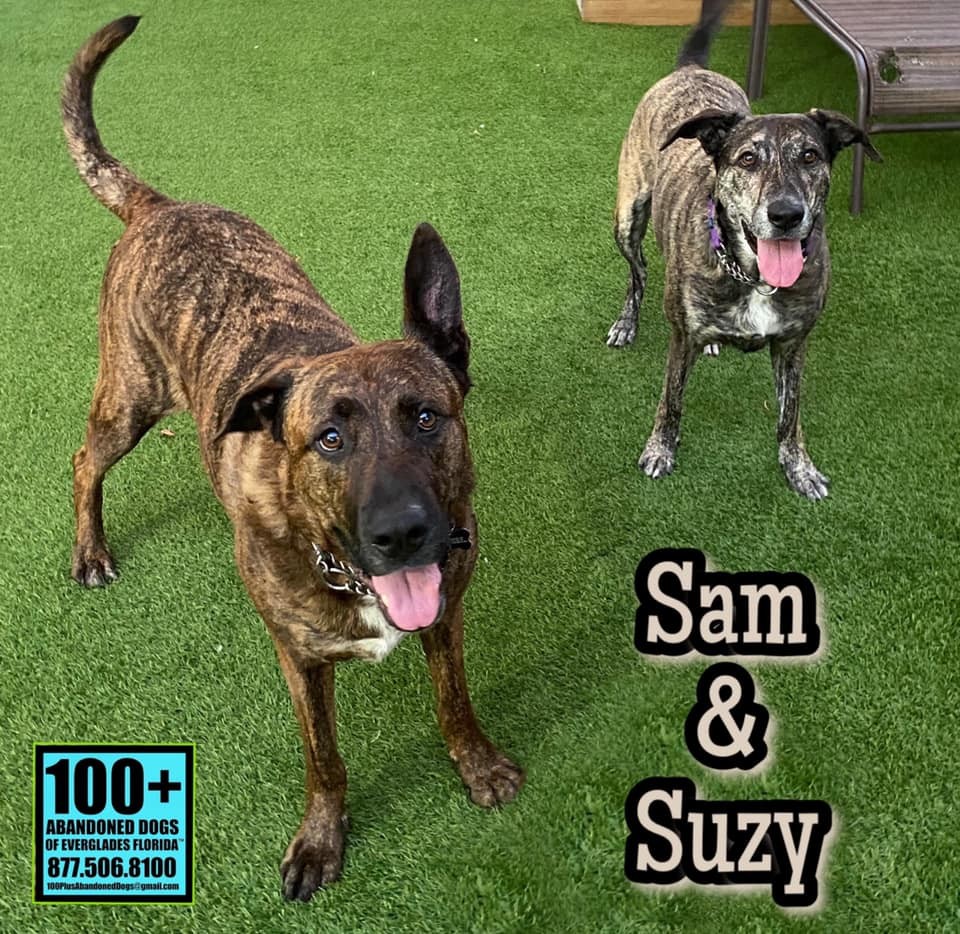 Enlarge Sam and Susy, a Adoptable mixed breed in Oakland Park, FL image 1/10