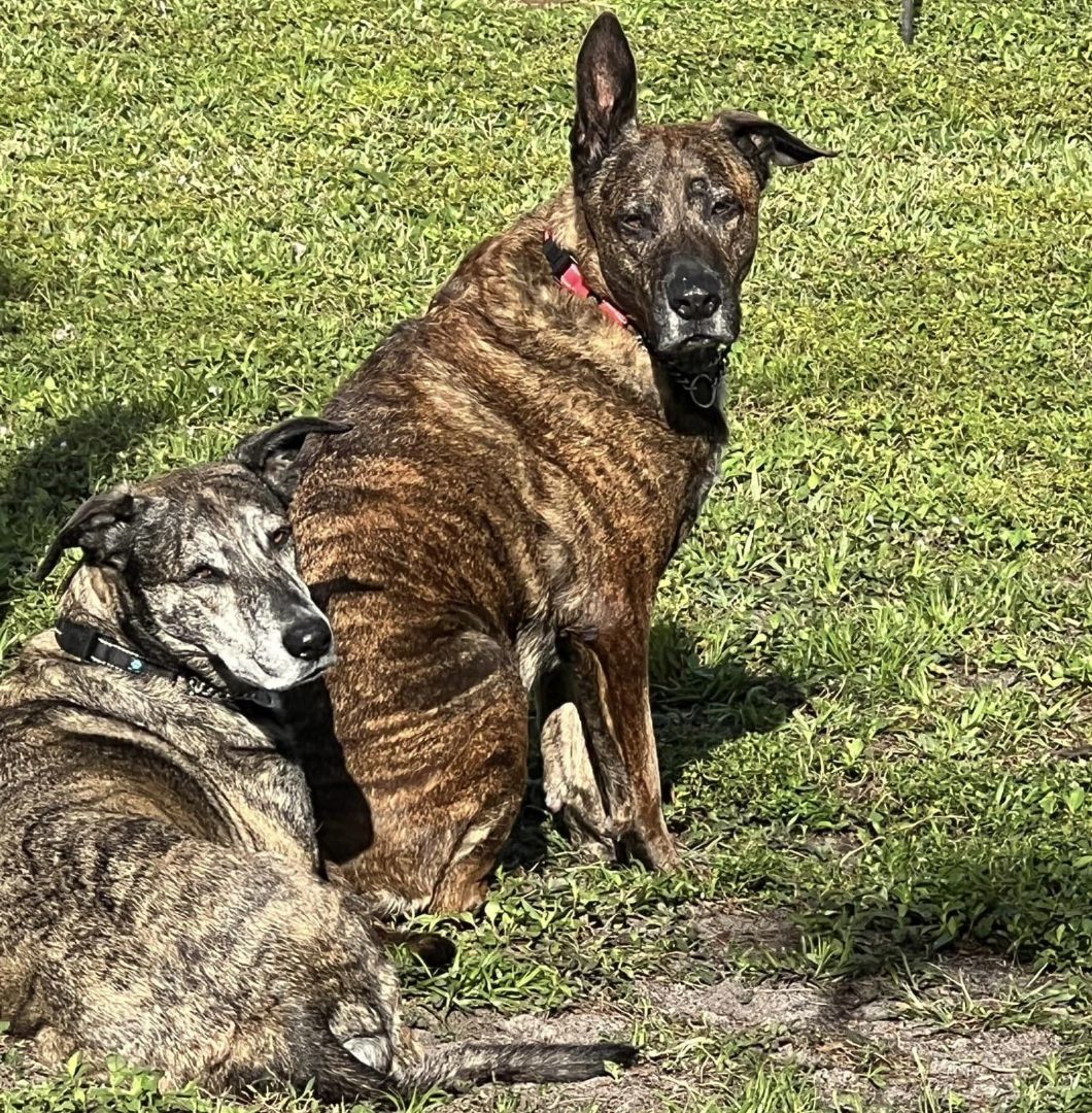 Enlarge Sam and Susy, a Adoptable mixed breed in Oakland Park, FL image 3/10