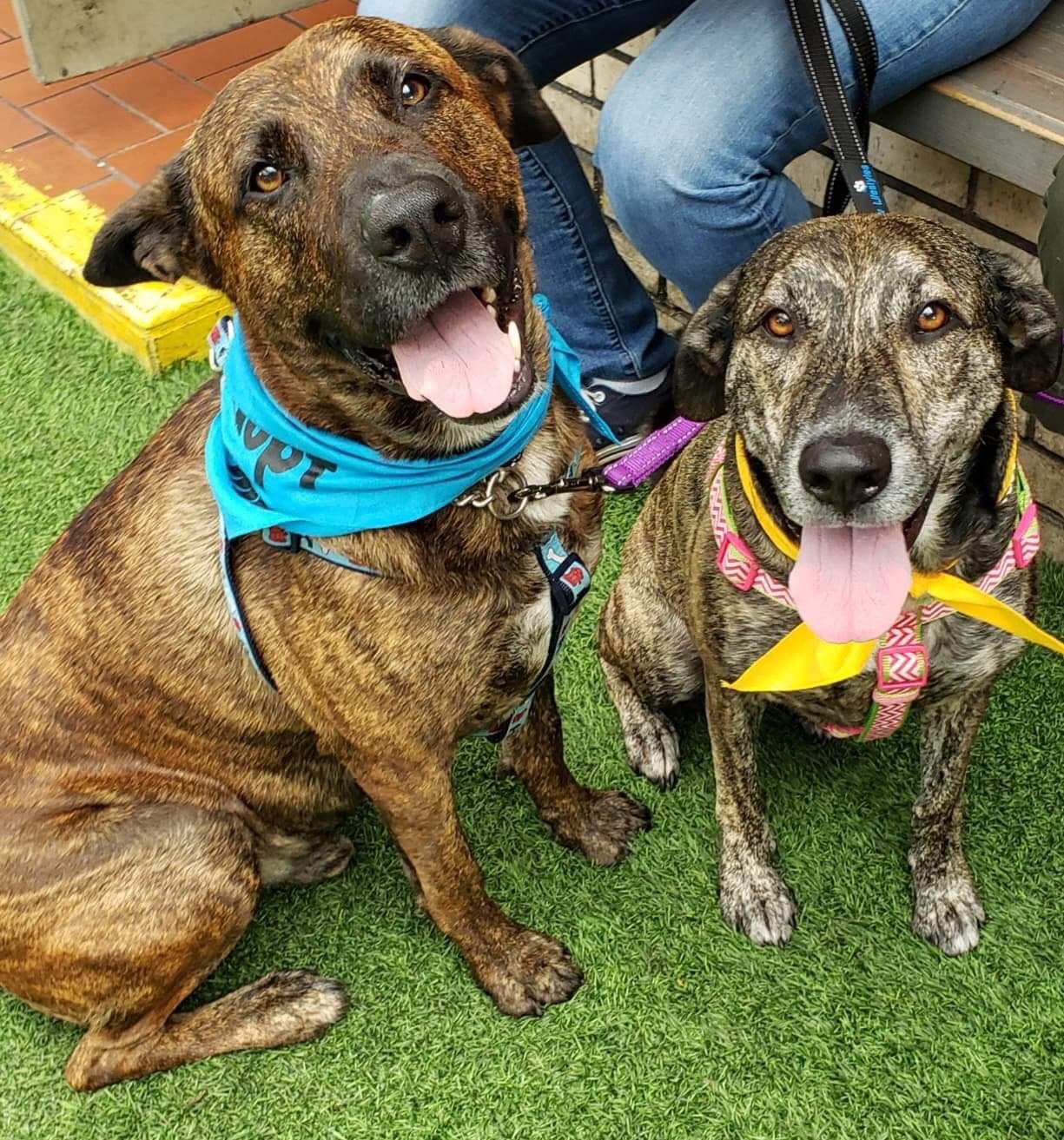 Enlarge Sam and Susy, a Adoptable mixed breed in Oakland Park, FL image 4/10