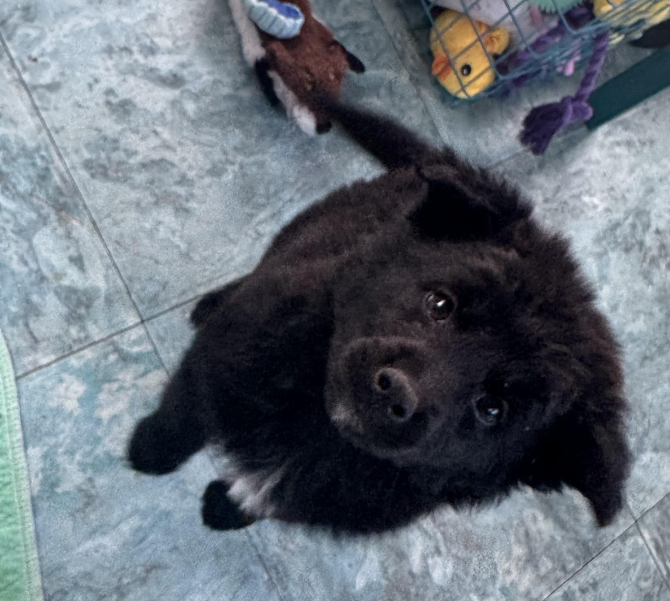 Enlarge Onyx, a ADOPTABLE mixed breed in Denver, CO image 4/5