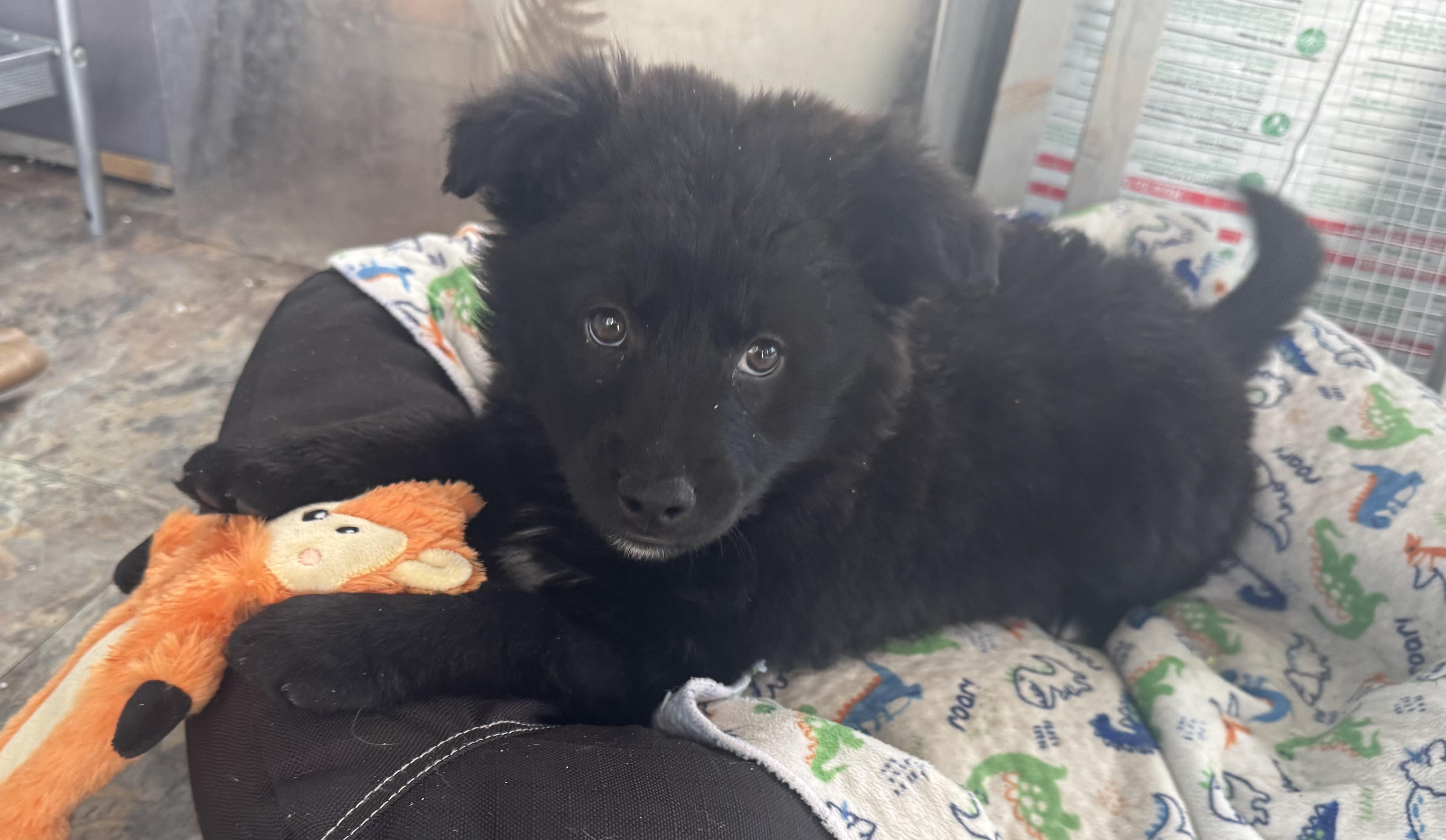 Enlarge Onyx, an adopted mixed breed in Denver, CO image 2/6