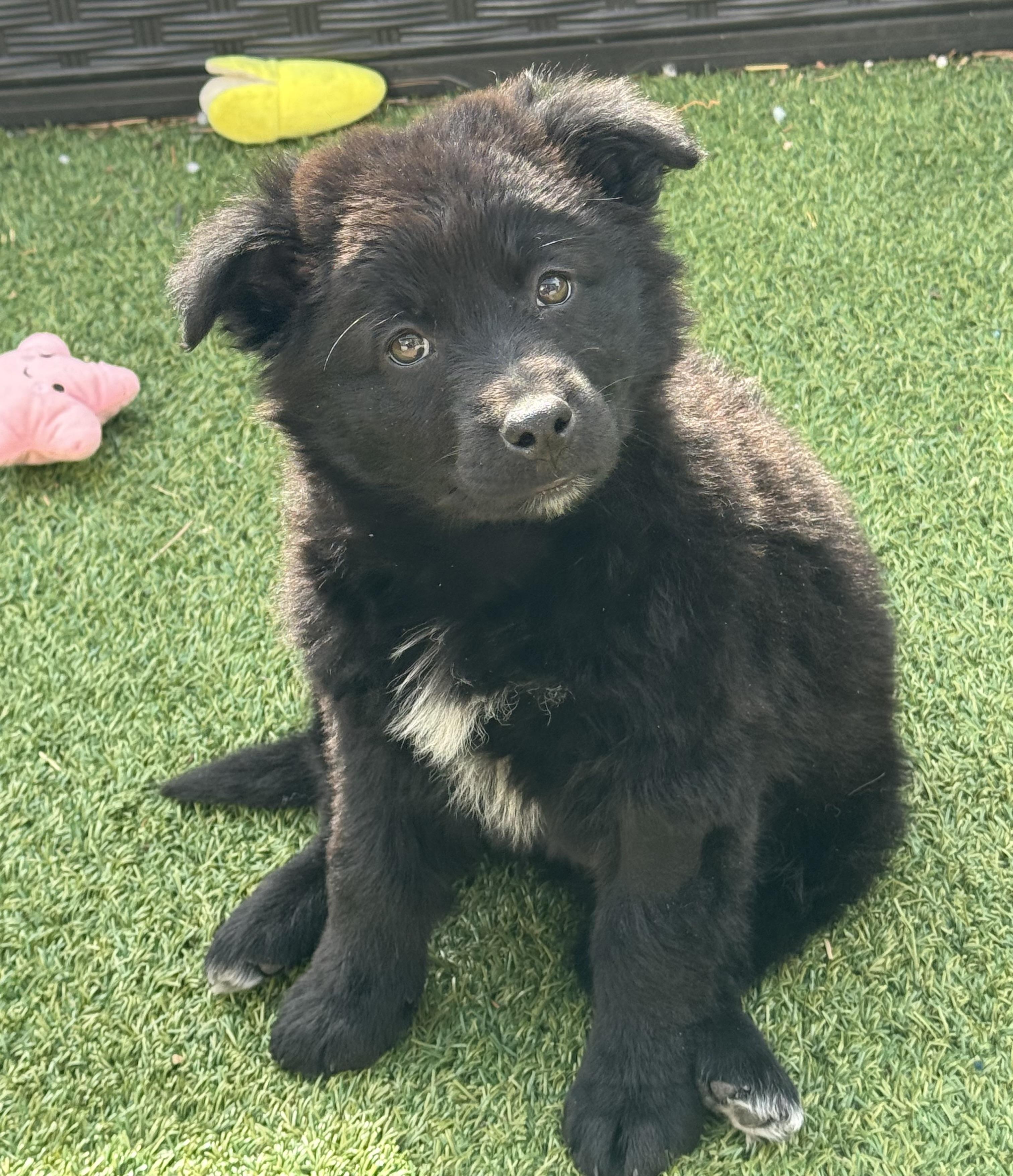 Enlarge Onyx, an adopted mixed breed in Denver, CO image 1/6
