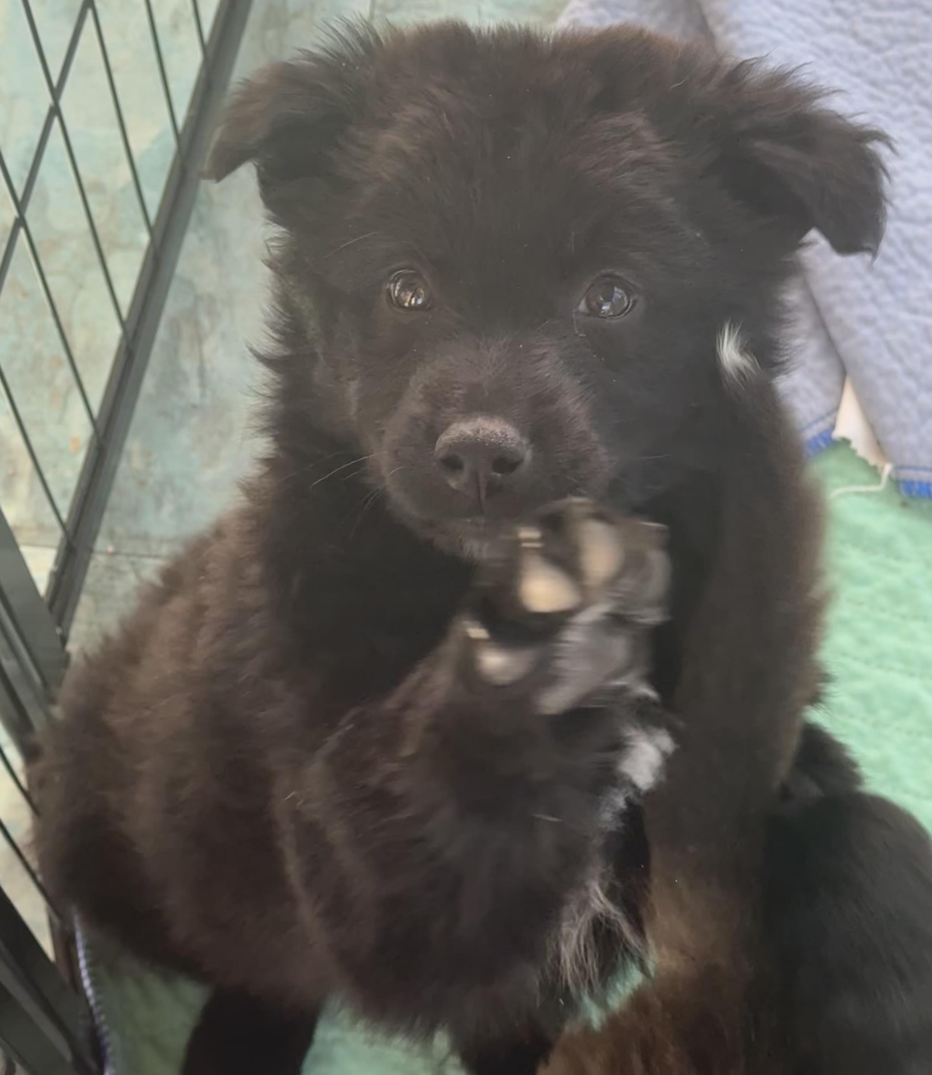 Enlarge Onyx, a ADOPTABLE mixed breed in Denver, CO image 1/5