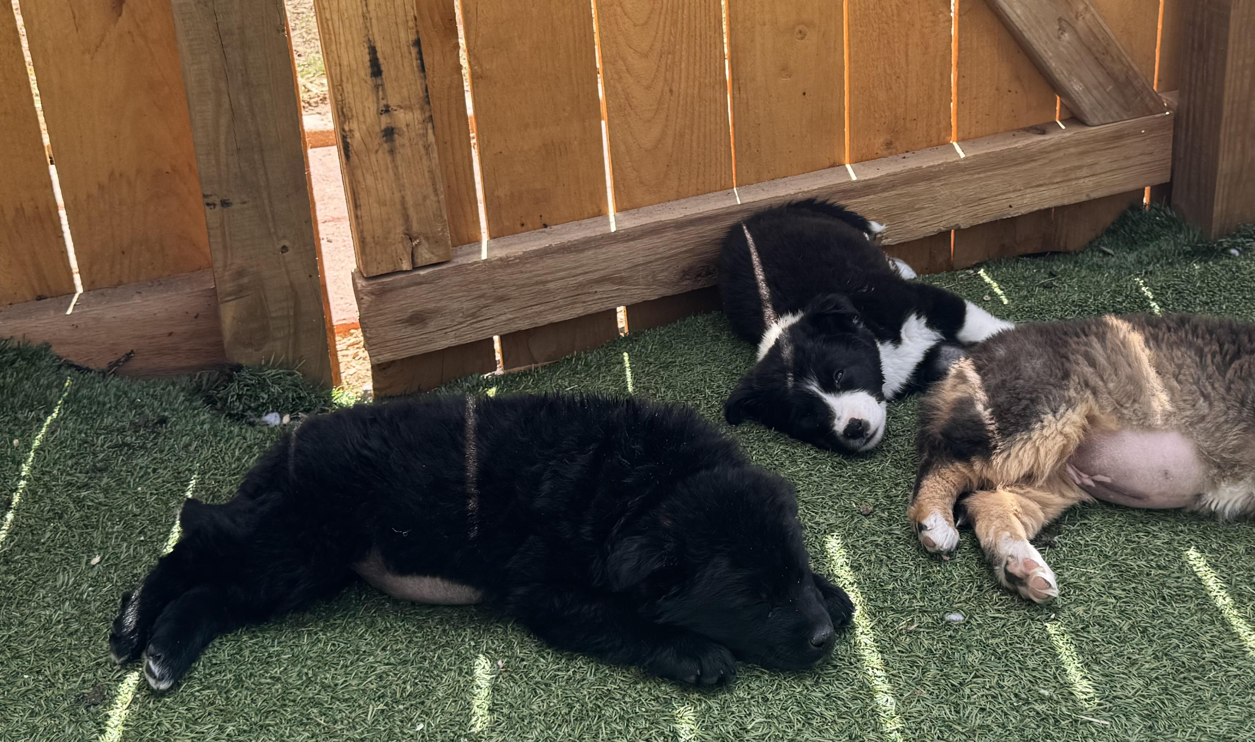 Enlarge Onyx, a ADOPTABLE mixed breed in Denver, CO image 5/5