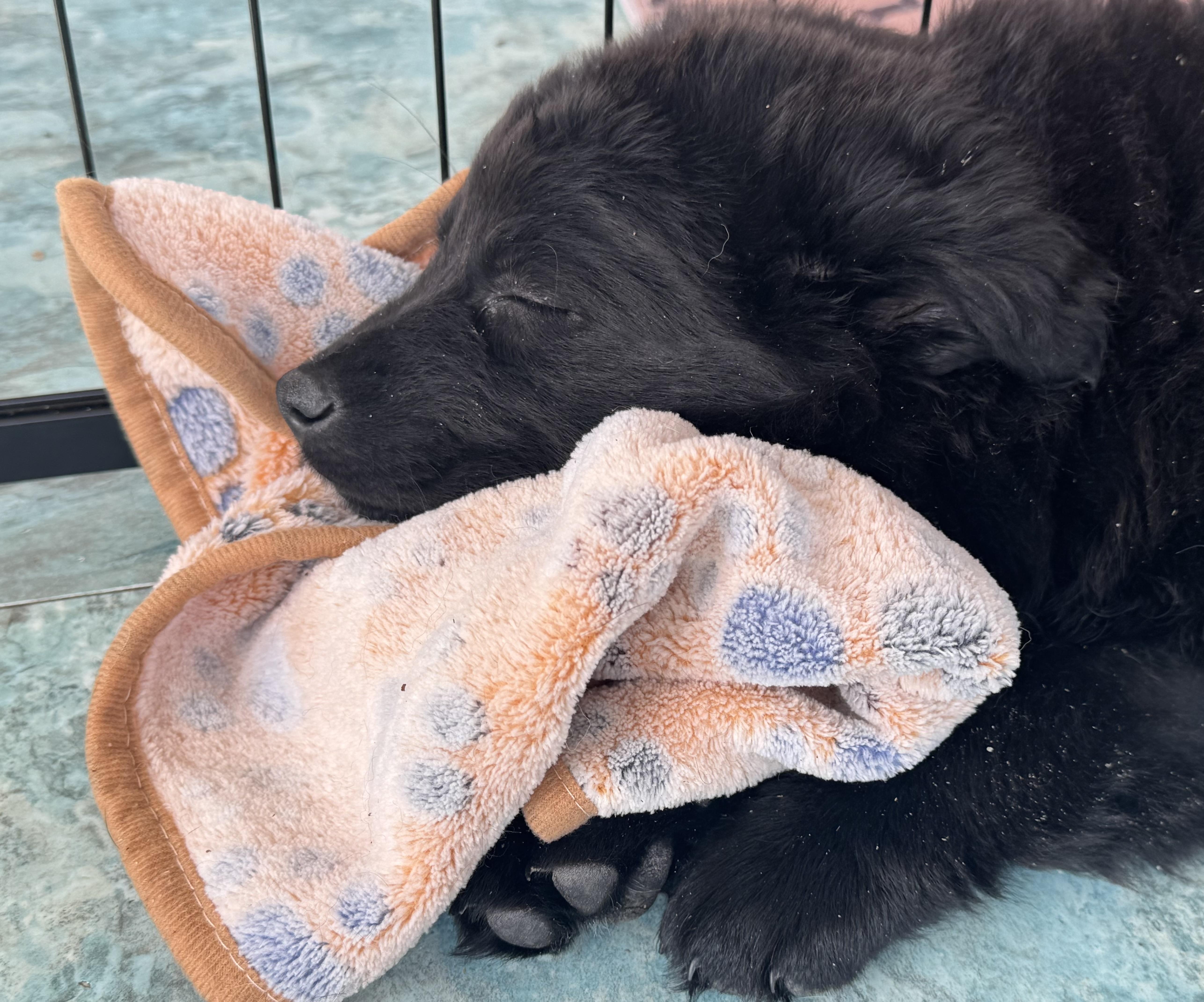 Enlarge Onyx, an adopted mixed breed in Denver, CO image 4/6