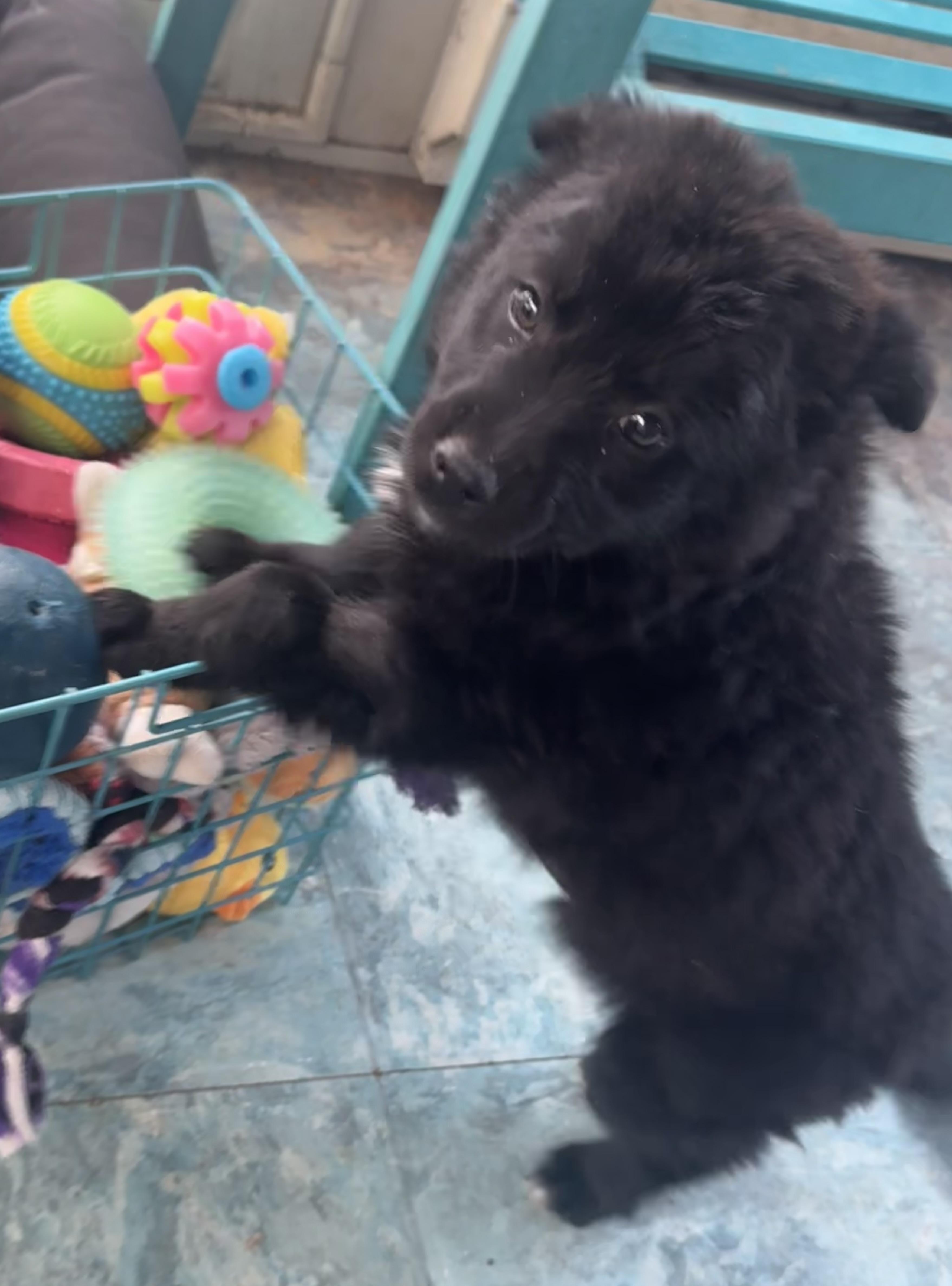 Enlarge Onyx, a ADOPTABLE mixed breed in Denver, CO image 3/5