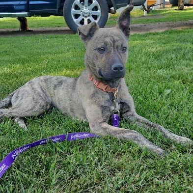 Enlarge Dina, a Adoptable mixed breed in Watertown, SD image 3/6