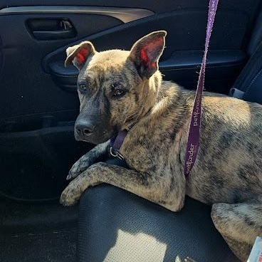 Enlarge Dina, a Adoptable mixed breed in Watertown, SD image 6/6