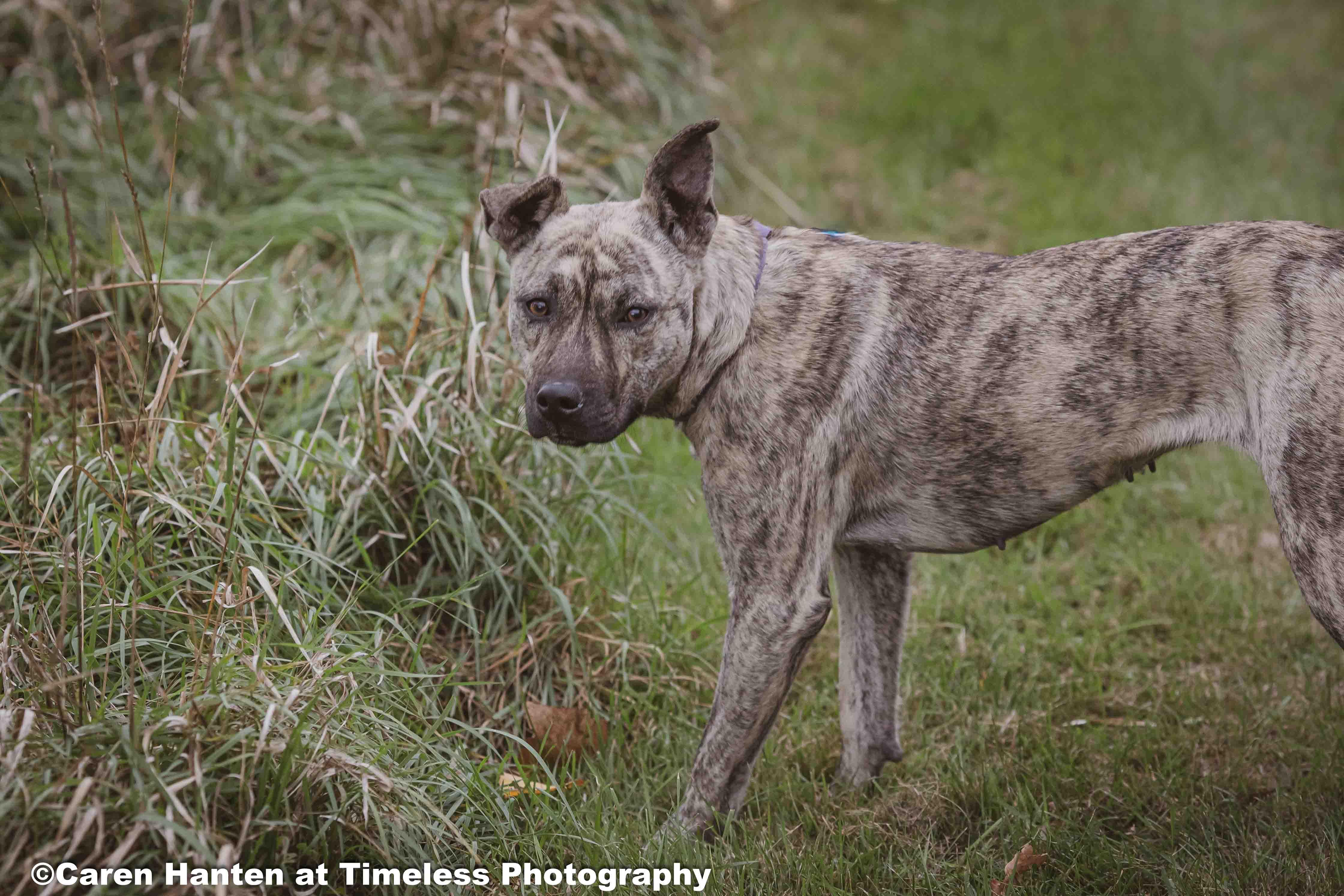 Dina, Adoptable, Young Female Mountain Cur & Boxer.