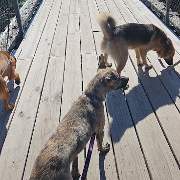 Enlarge Dina, a Adoptable mixed breed in Watertown, SD image 5/6