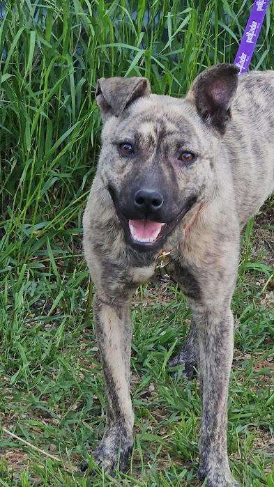 Enlarge Dina, a Adoptable mixed breed in Watertown, SD image 4/6