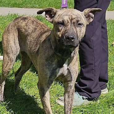 Enlarge Dina, a Adoptable mixed breed in Watertown, SD image 2/6