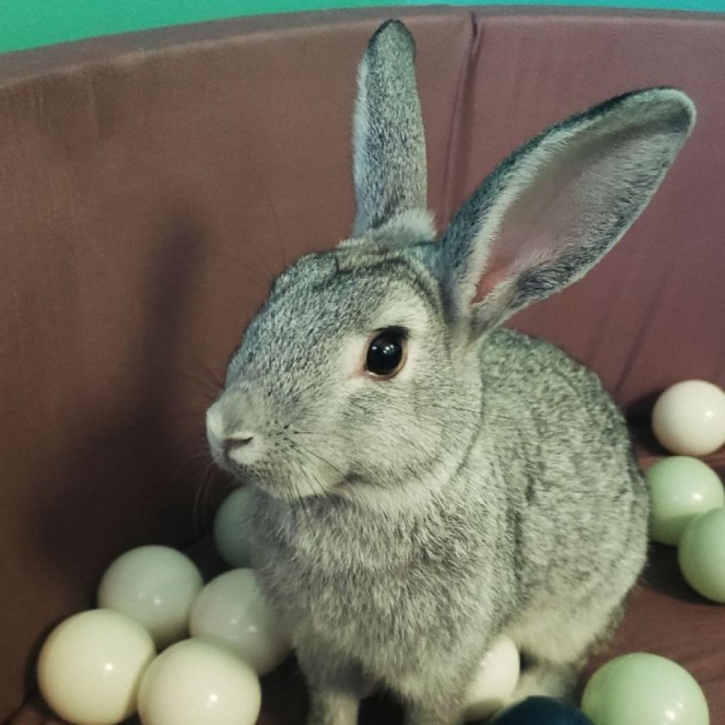 Enlarge Bob, a Adoptable Dutch in Winston-Salem, NC image 1/1