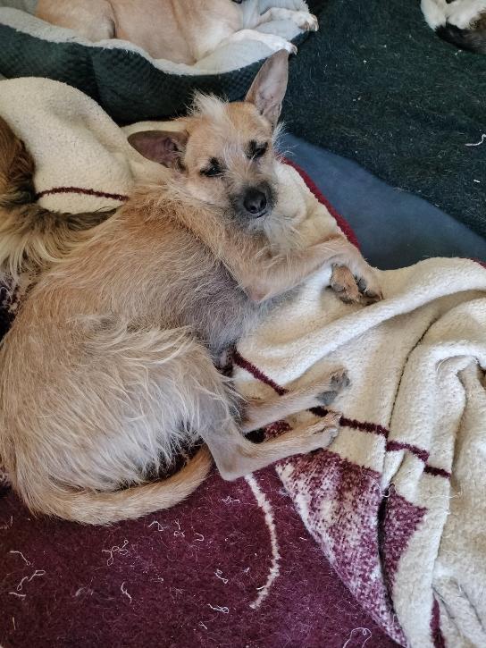 Enlarge Stitch, a Adoptable Terrier in Phoenix, AZ image 1/3
