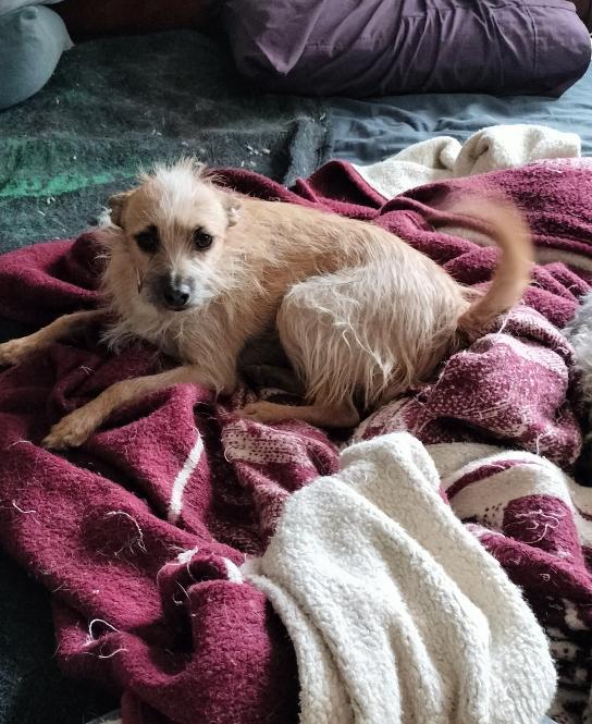 Enlarge Stitch, a Adoptable Terrier in Phoenix, AZ image 2/3