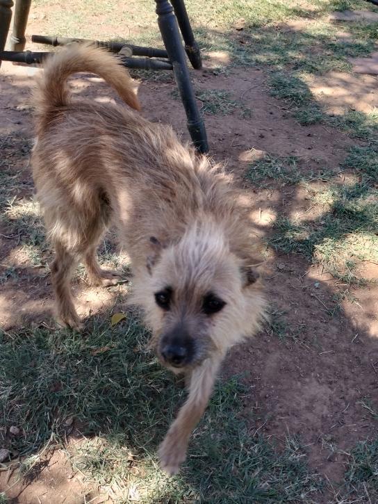 Enlarge Stitch, a Adoptable Terrier in Phoenix, AZ image 3/3