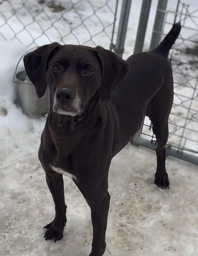 Enlarge Sable, an adopted German Shorthaired Pointer in New Windsor, NY image 1/1