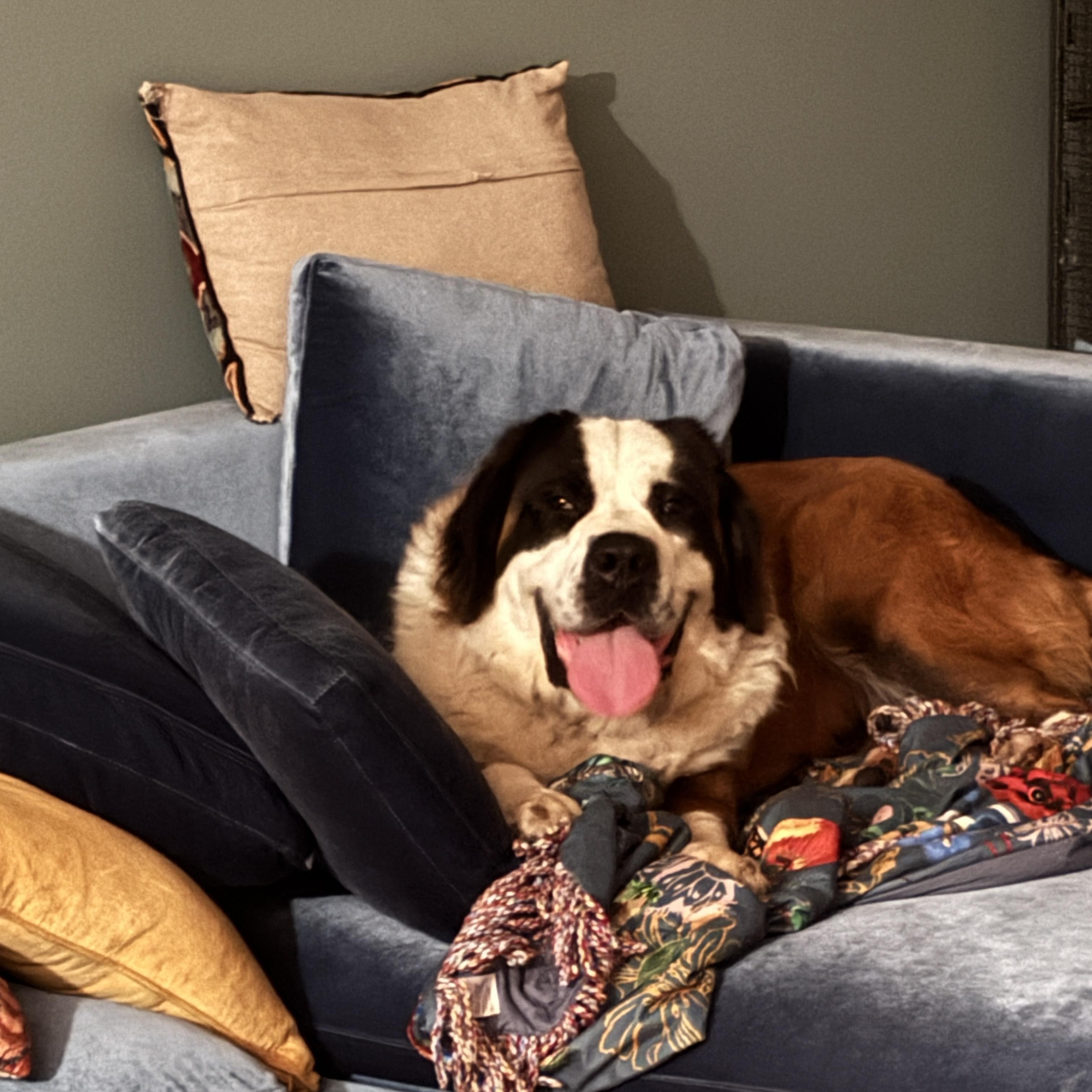 Morgan, a Adoptable Saint Bernard in Port Angeles, WA image 2/2