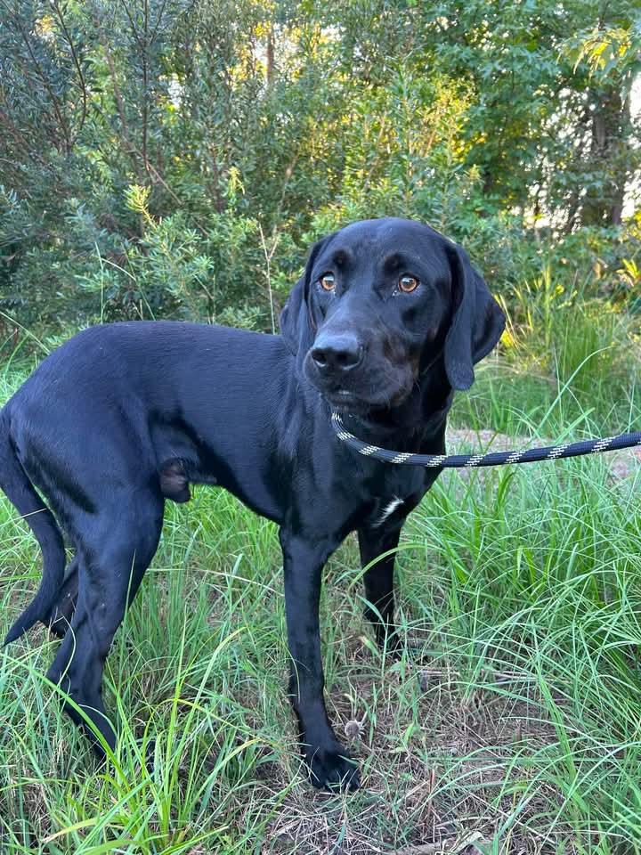 Boozer, Adopted, Adult Male Labrador Retriever.