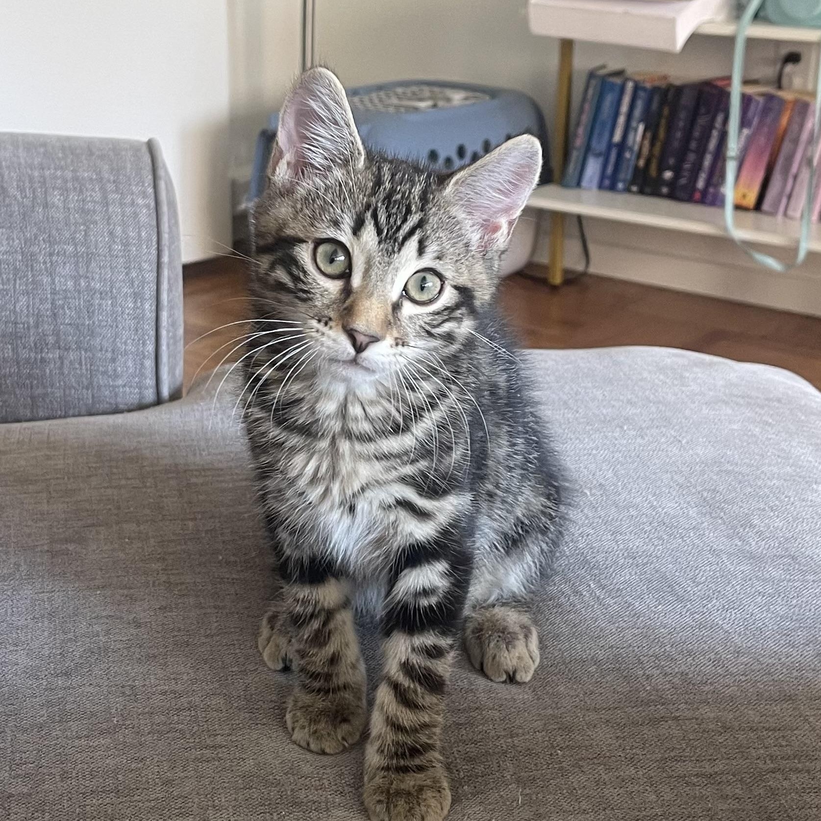 Duke, ADOPTABLE, Kitten Male Domestic Short Hair.