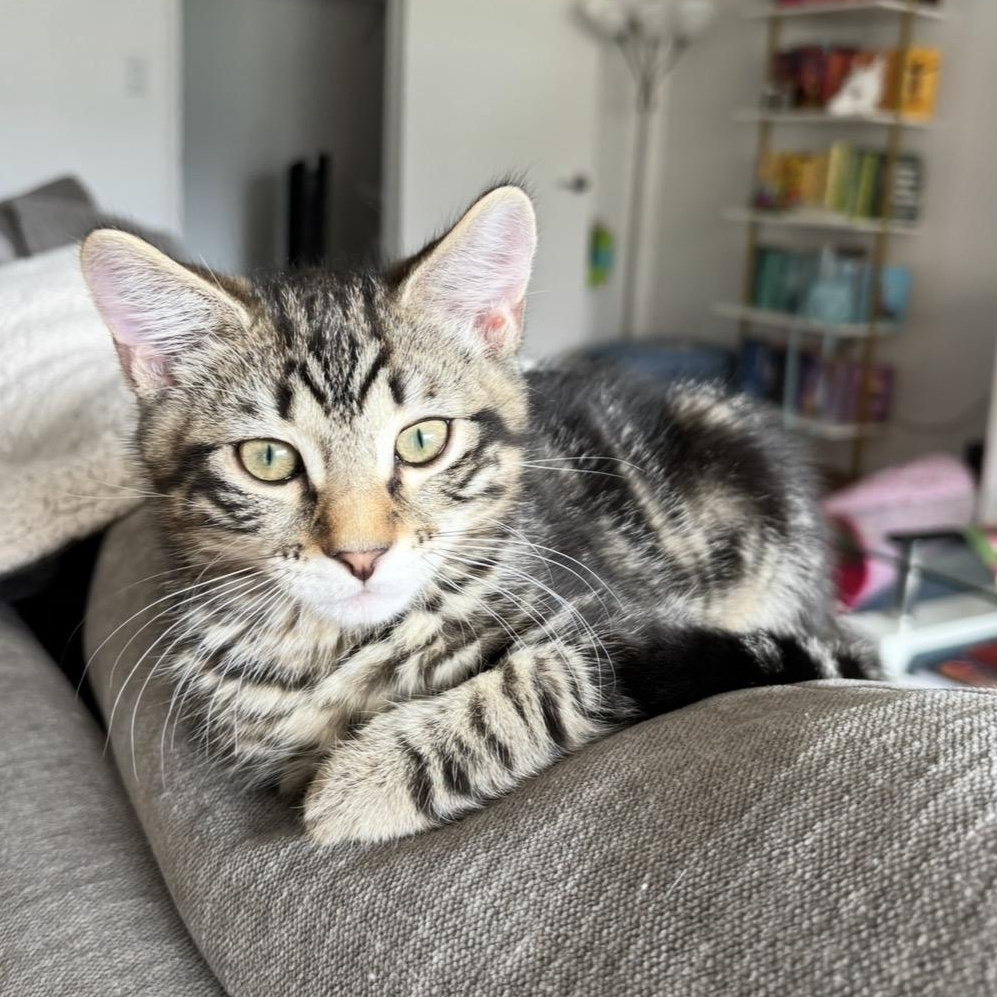 Enlarge Duke, a Adoptable Domestic Short Hair in Renton , WA image 6/6