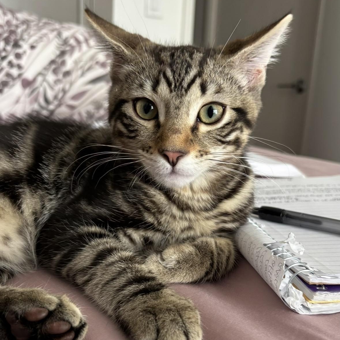 Enlarge Duke, a Adoptable Domestic Short Hair in Renton , WA image 5/6