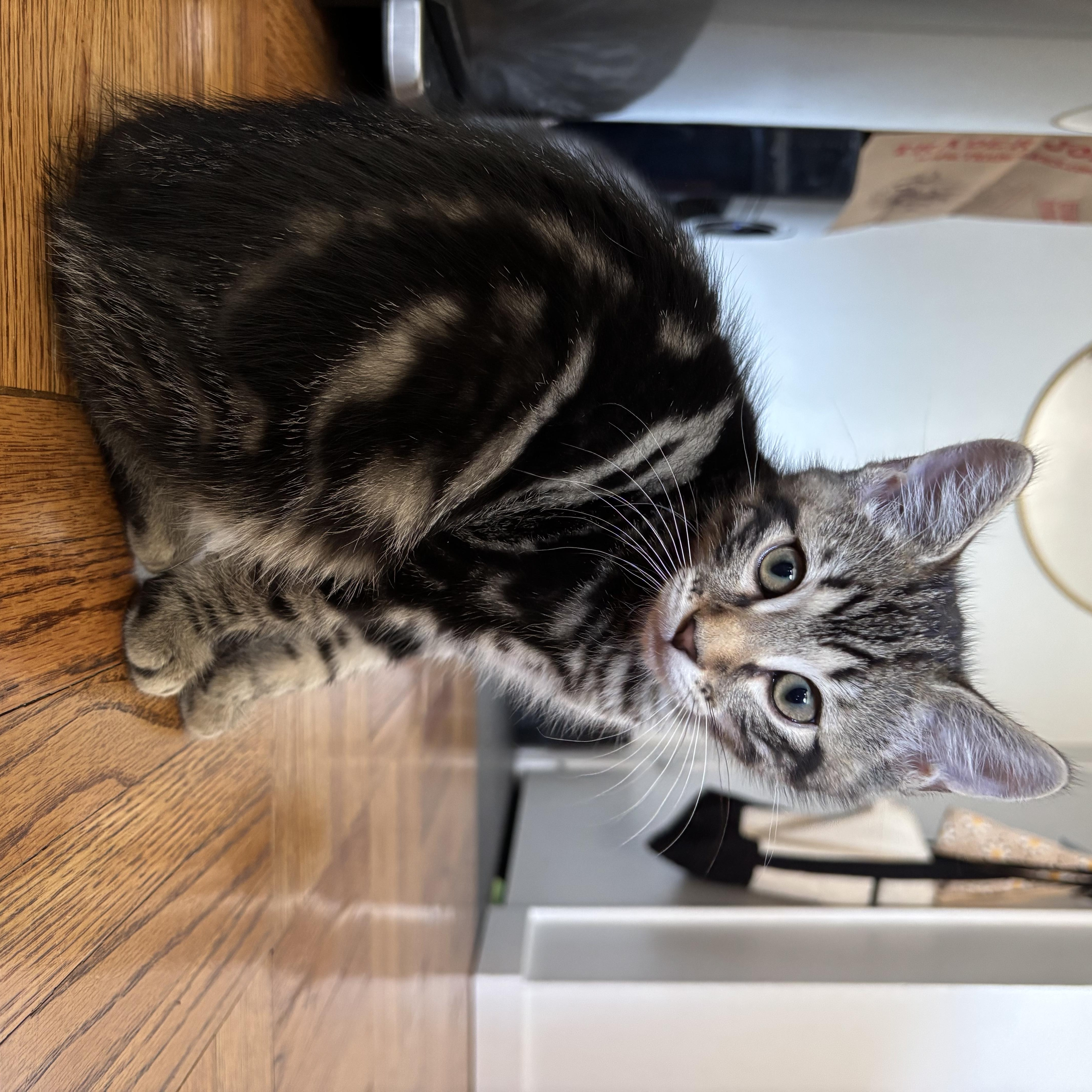 Duke, a ADOPTABLE Domestic Short Hair in Renton , WA image 3/3