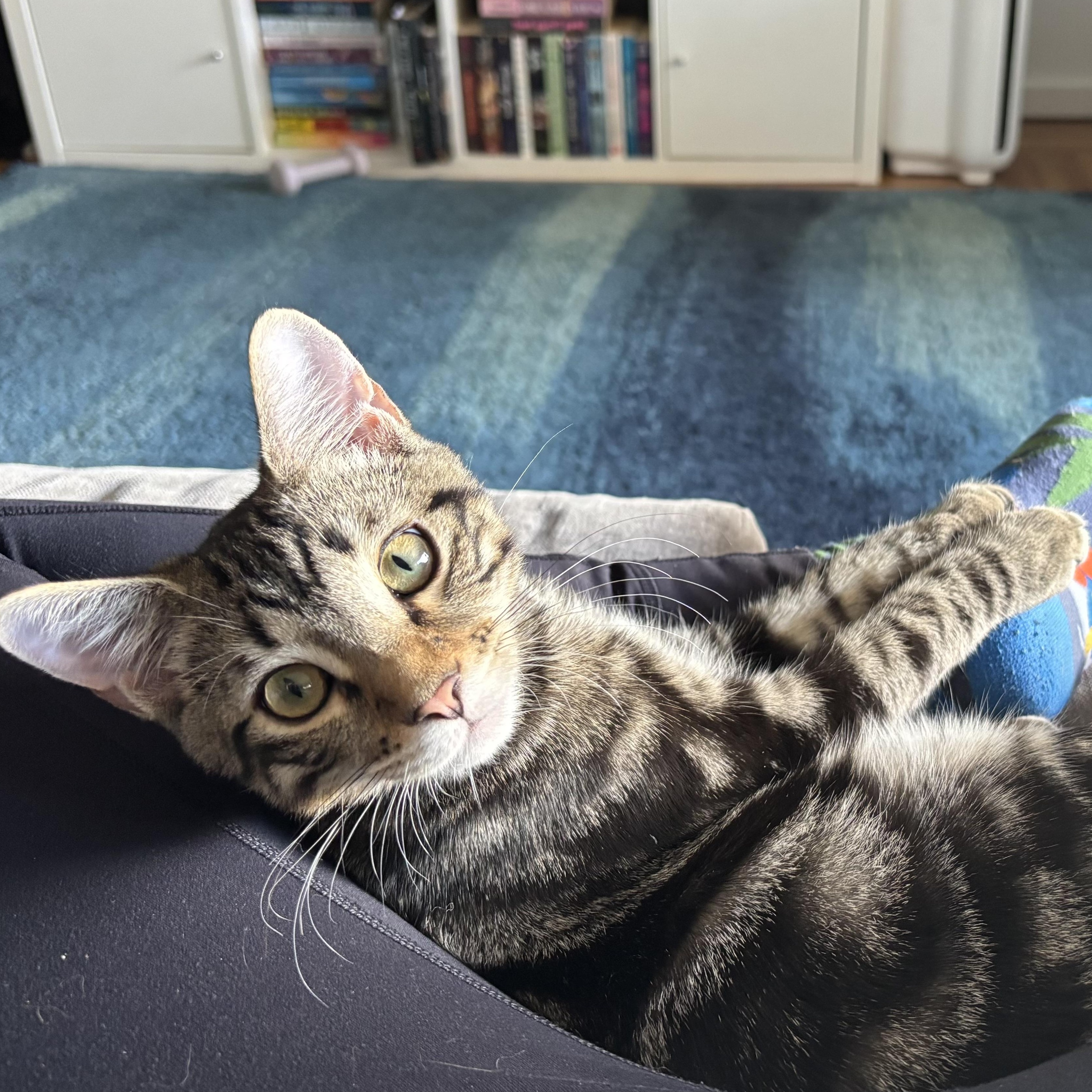 Enlarge Duke, a Adoptable Domestic Short Hair in Renton , WA image 4/6