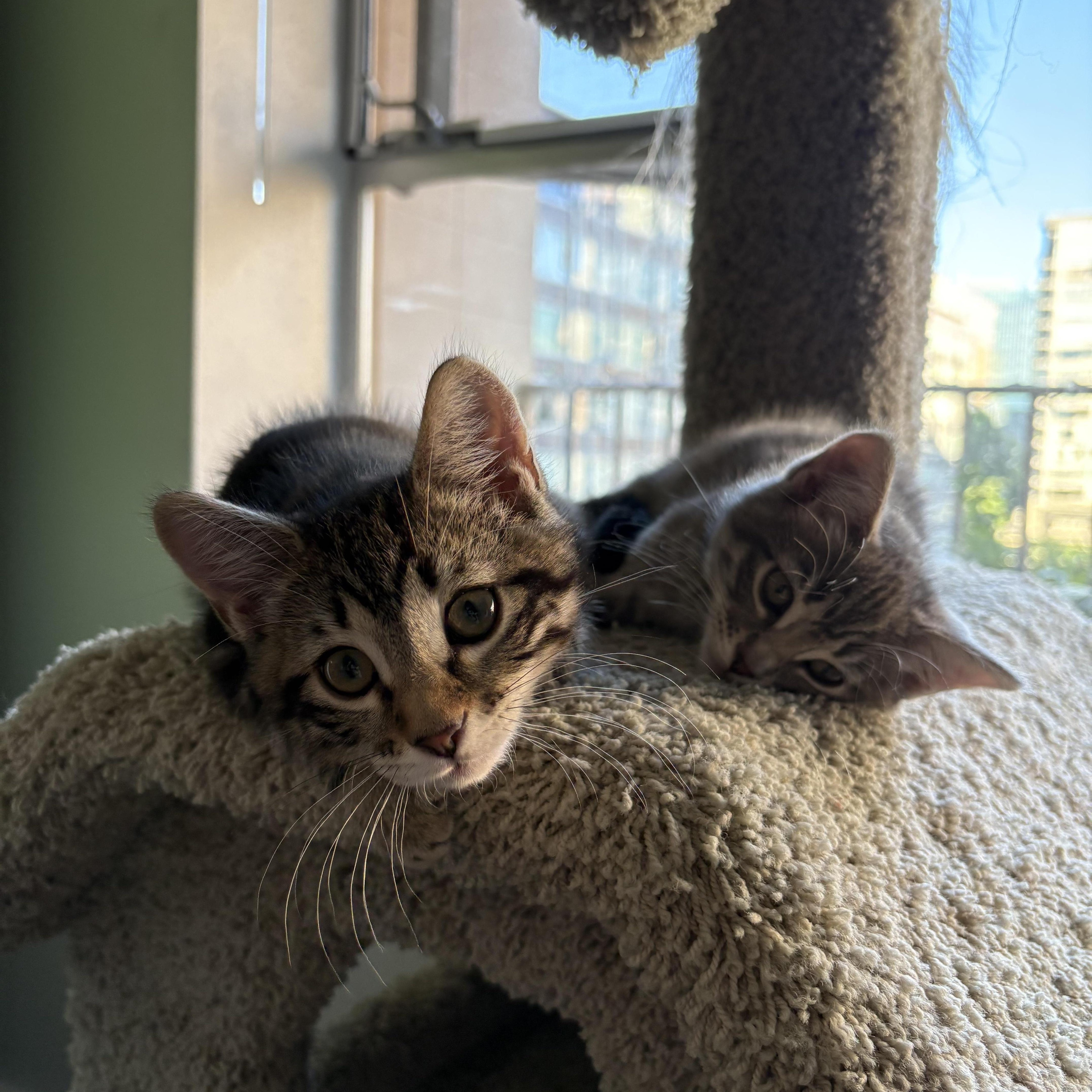 Enlarge Duke, a ADOPTABLE Domestic Short Hair in Renton , WA image 2/3