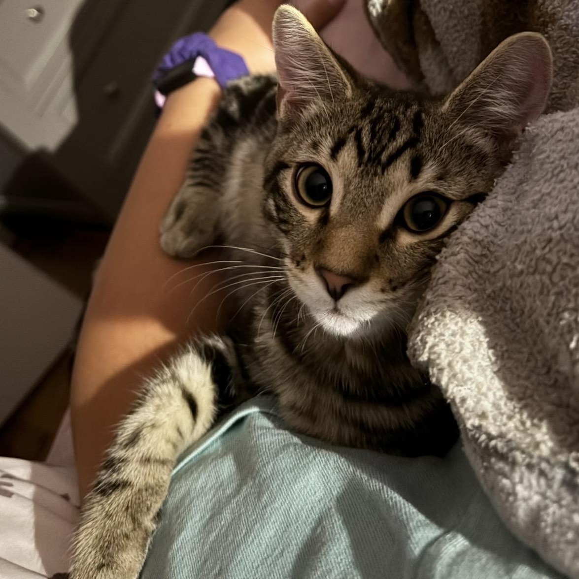 Enlarge Duke, a Adoptable Domestic Short Hair in Renton , WA image 2/6