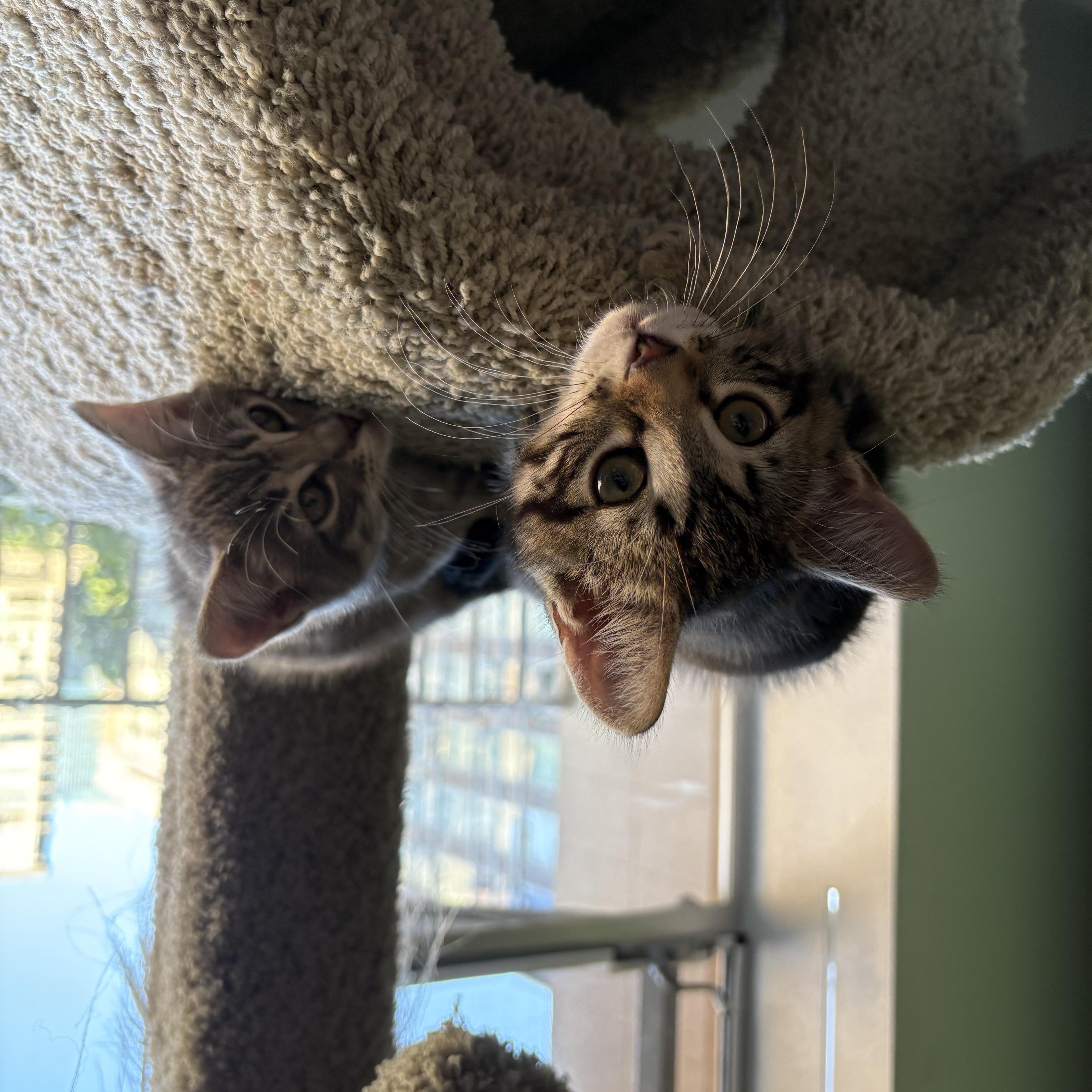 Duke, a ADOPTABLE Domestic Short Hair in Renton , WA image 2/3