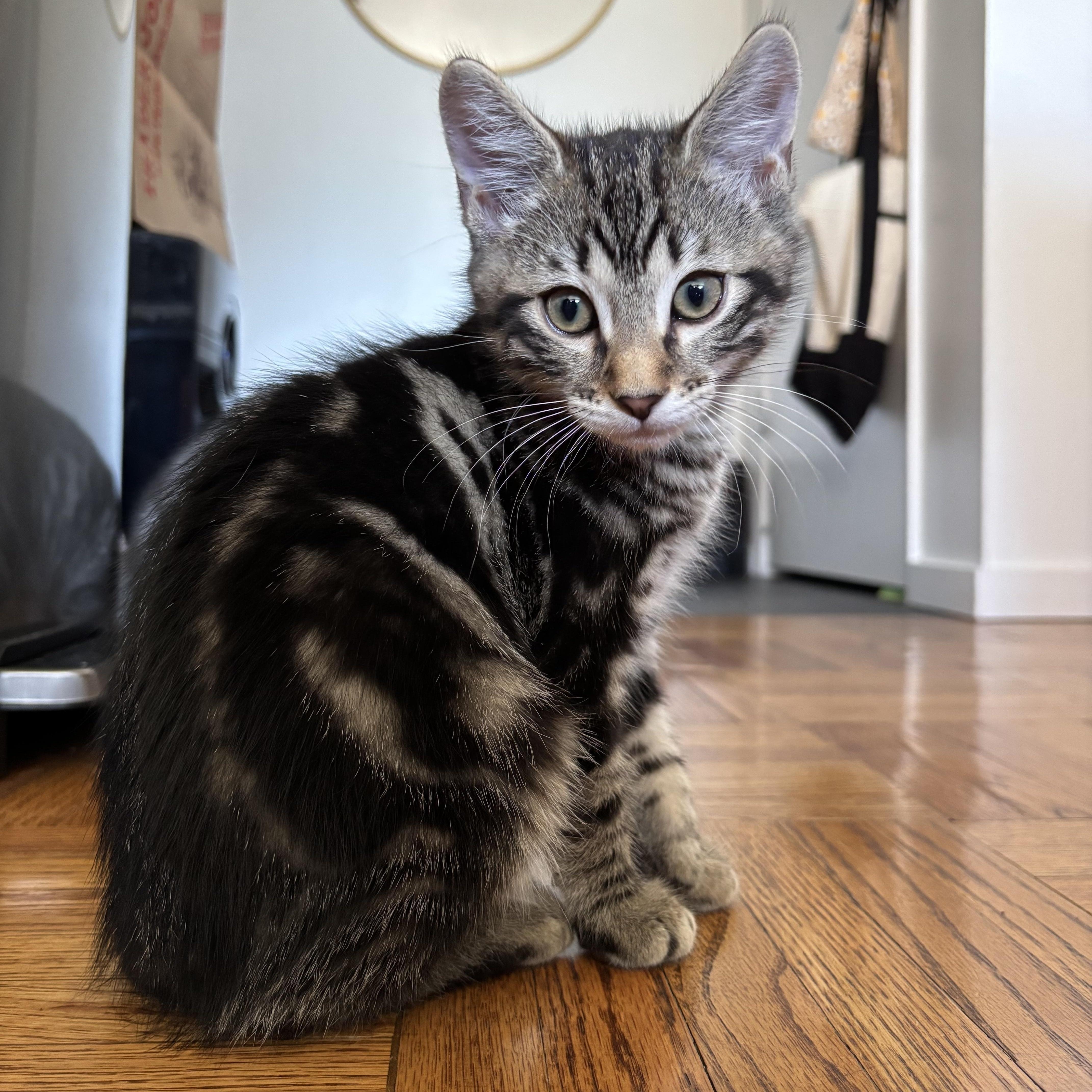 Enlarge Duke, a ADOPTABLE Domestic Short Hair in Renton , WA image 3/3